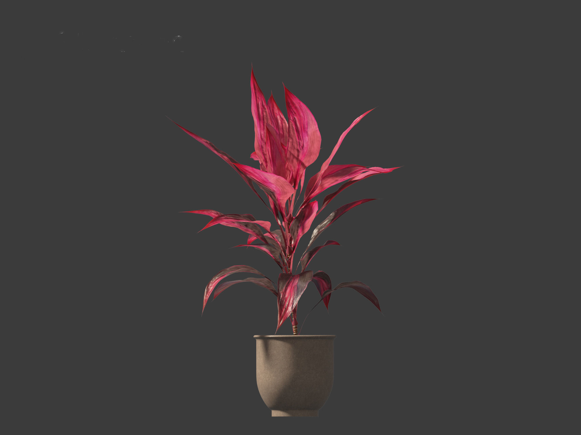 Cordyline rubra - palm lily 02 3D model_3