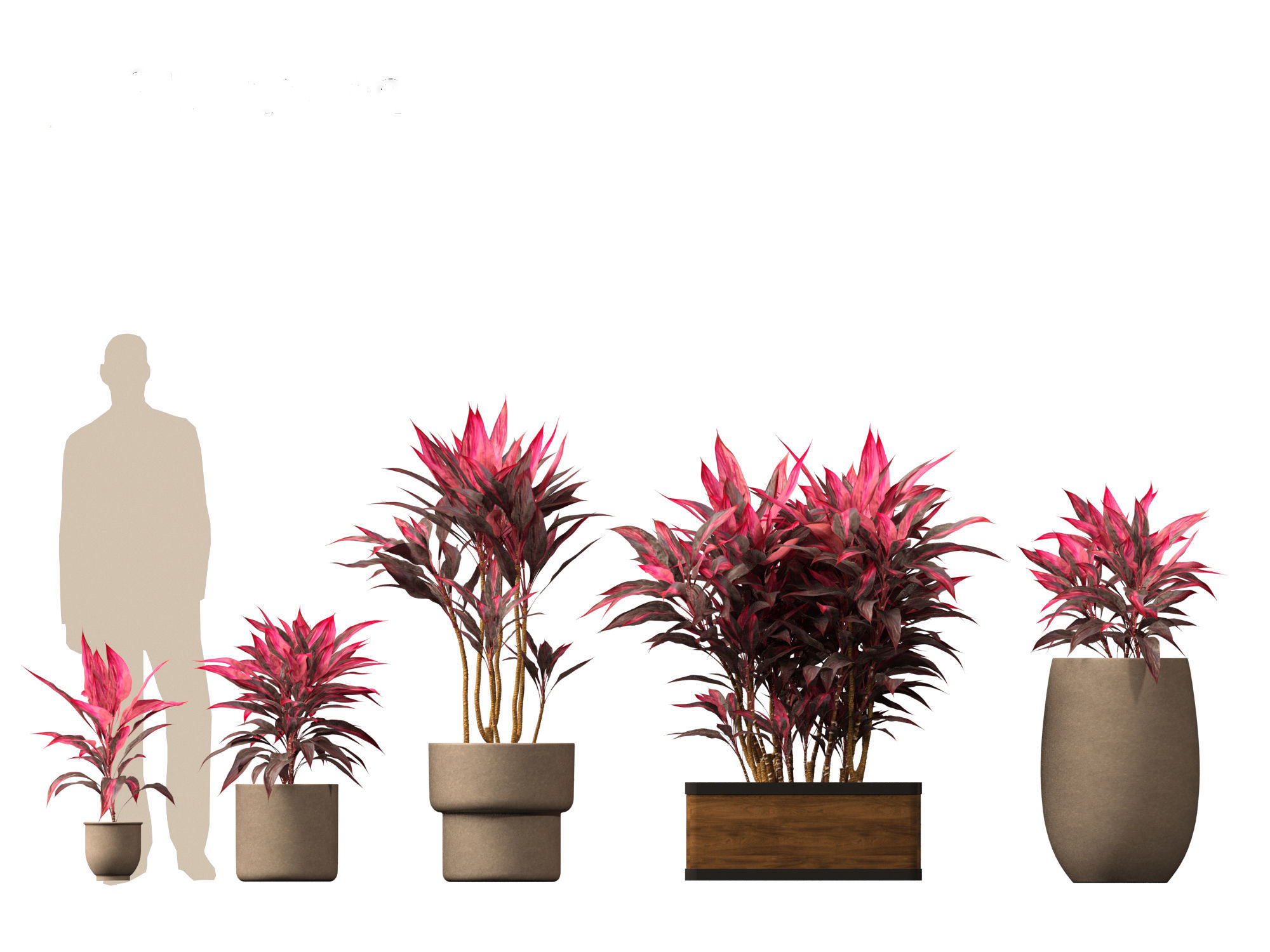 Cordyline rubra - palm lily 02 3D model_5