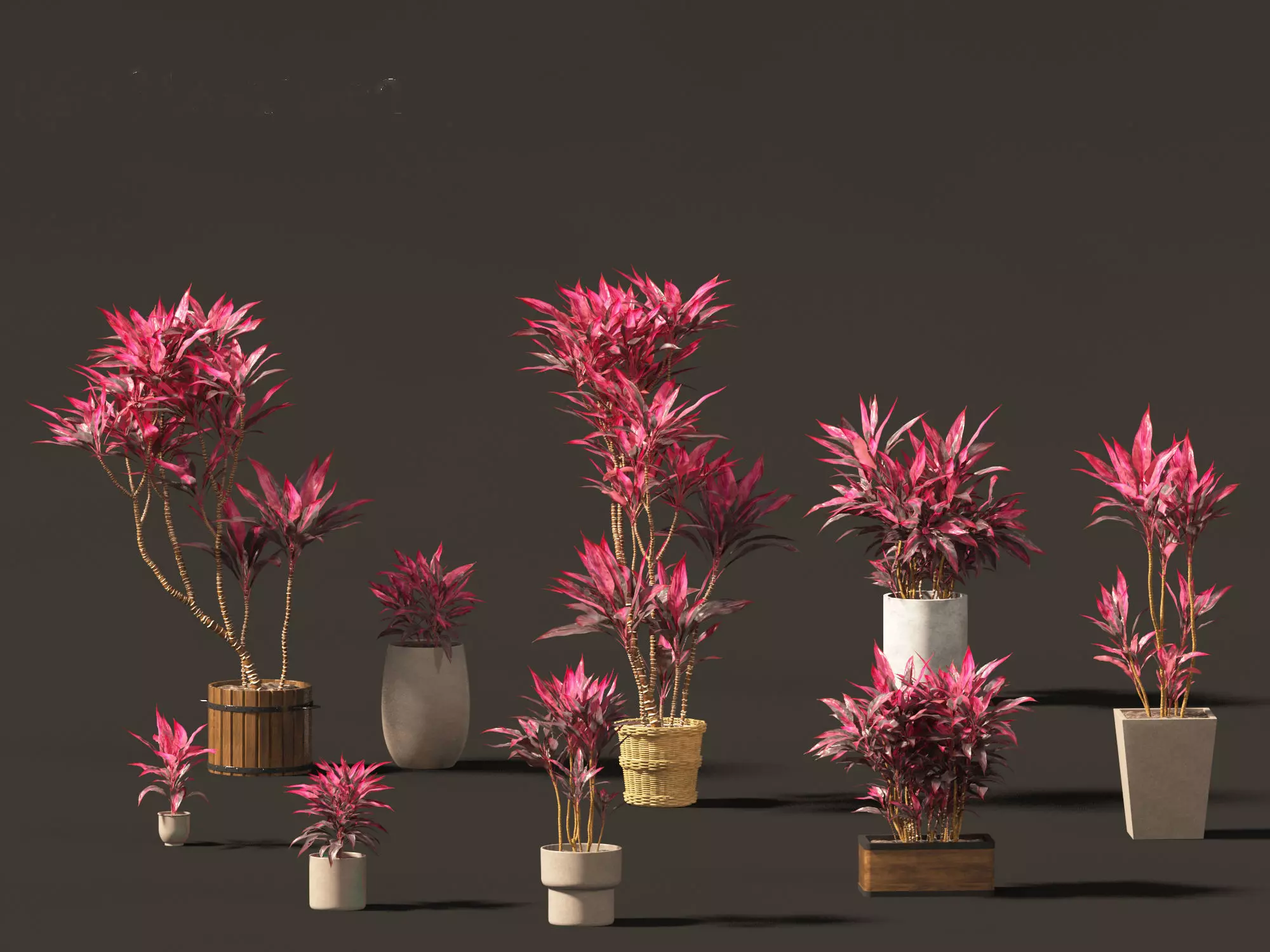 Cordyline rubra - palm lily 02 3D model_0