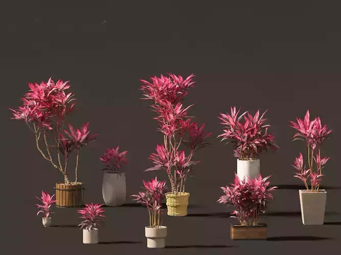 Cordyline rubra - palm lily 02