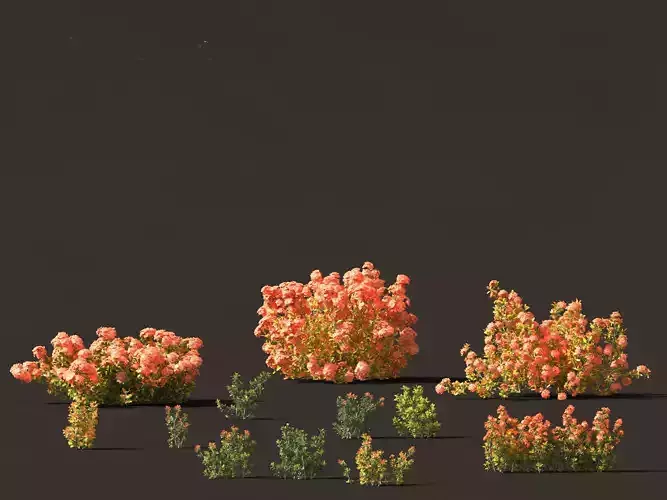 Ixora coral malay - Coral Fire  3D model