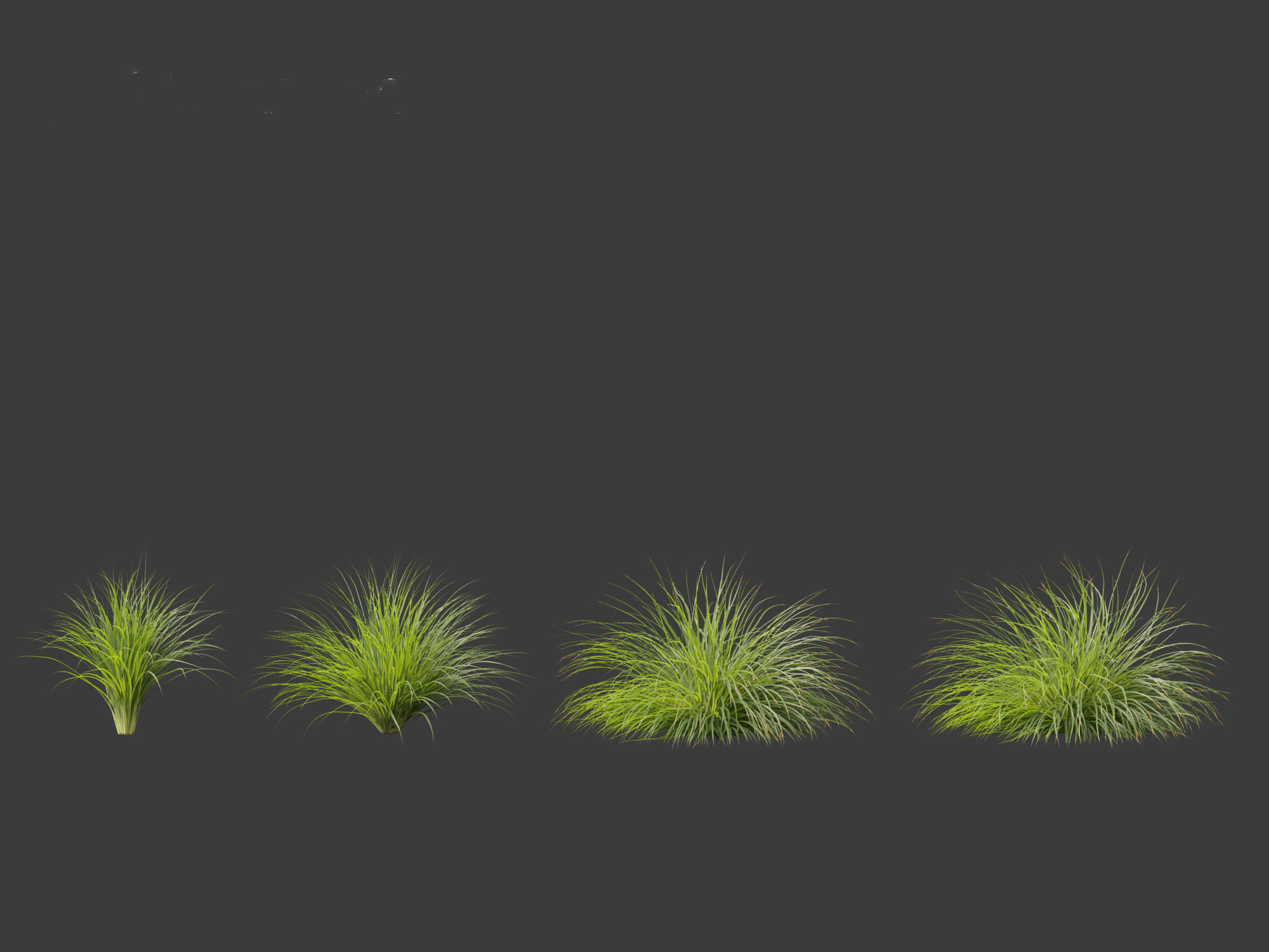 Lomandra fluviatilis - Mat Rush 3D model_5