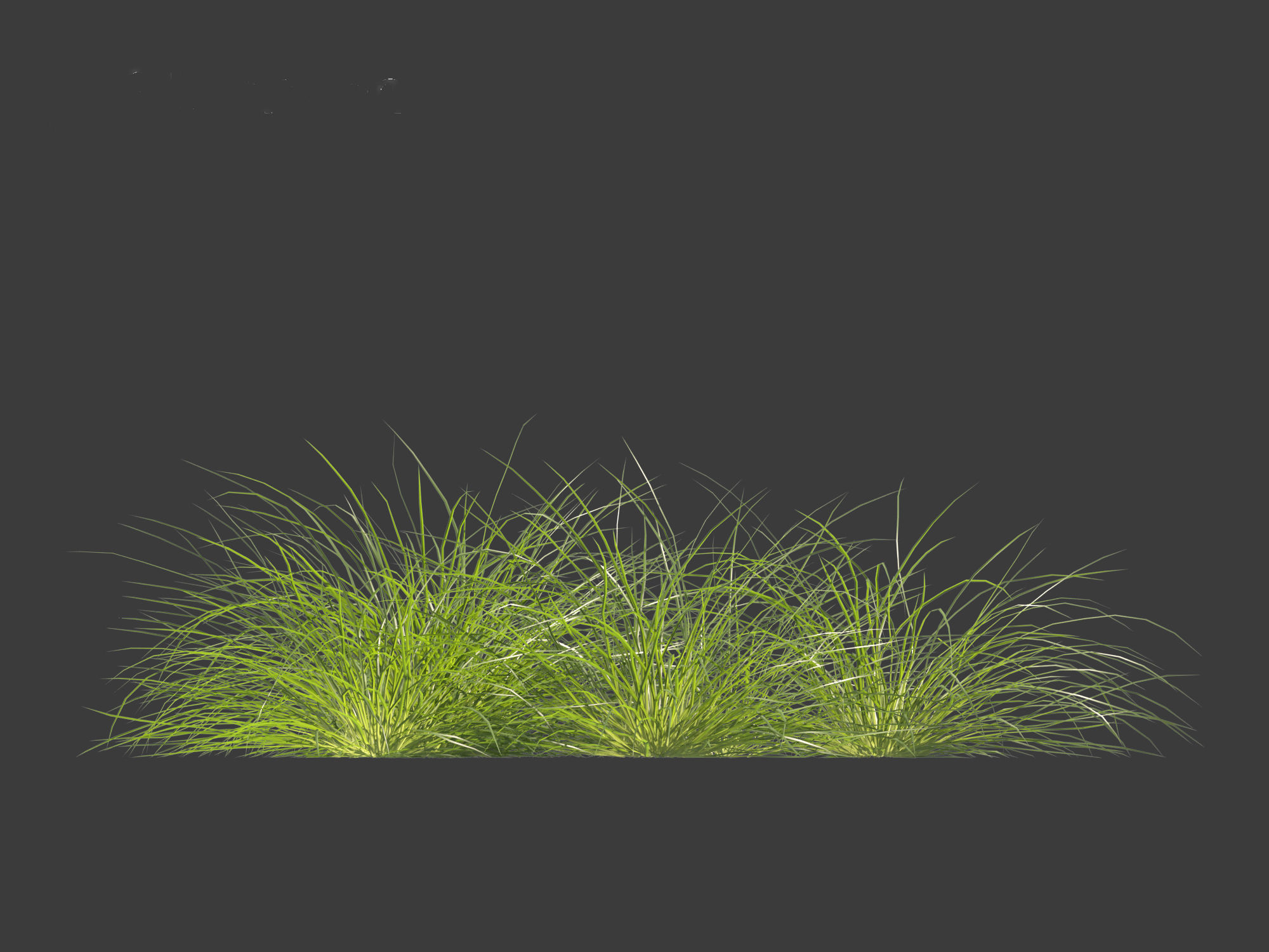 Lomandra fluviatilis - Mat Rush 3D model_6