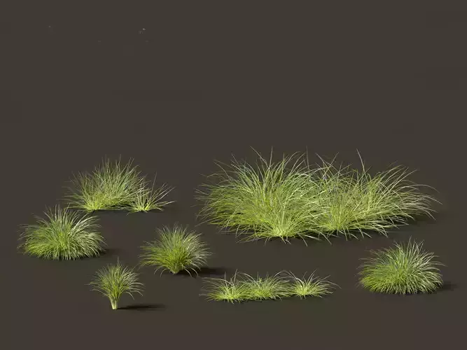 Lomandra fluviatilis - Mat Rush
