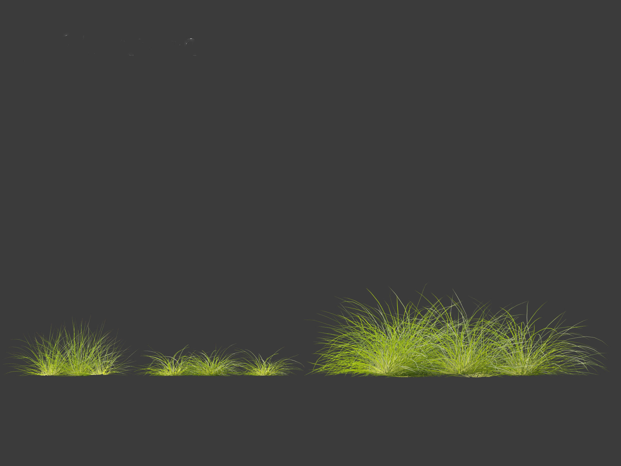 Lomandra fluviatilis - Mat Rush 3D model_10