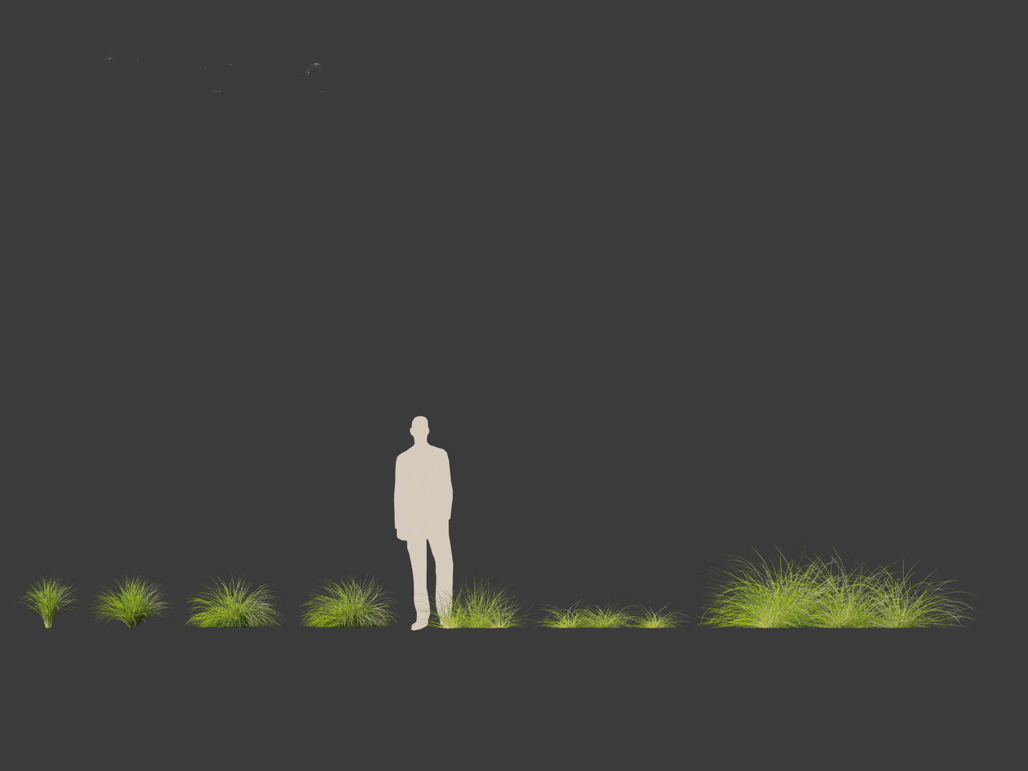 Lomandra fluviatilis - Mat Rush 3D model_4