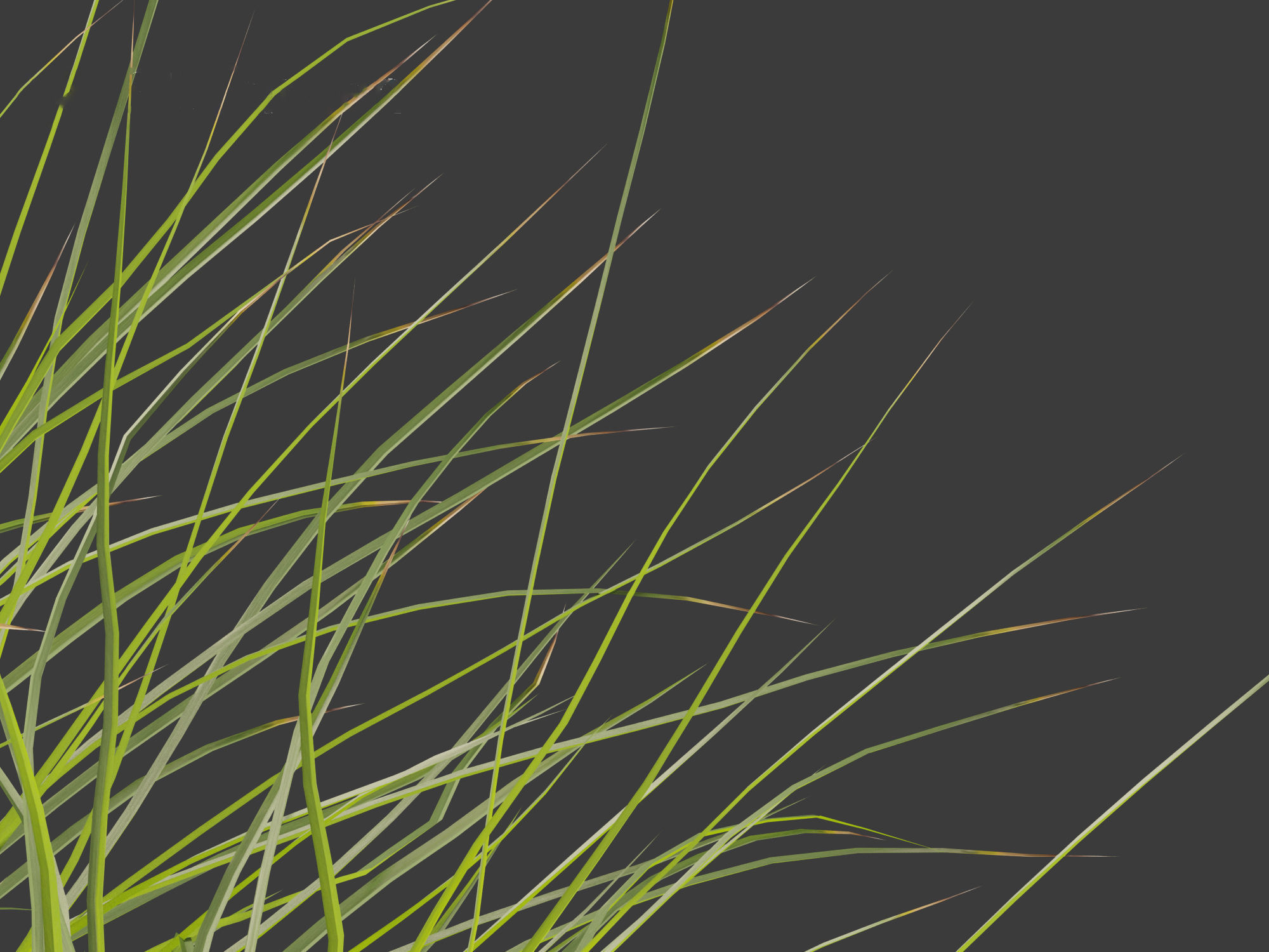 Lomandra fluviatilis - Mat Rush 3D model_2