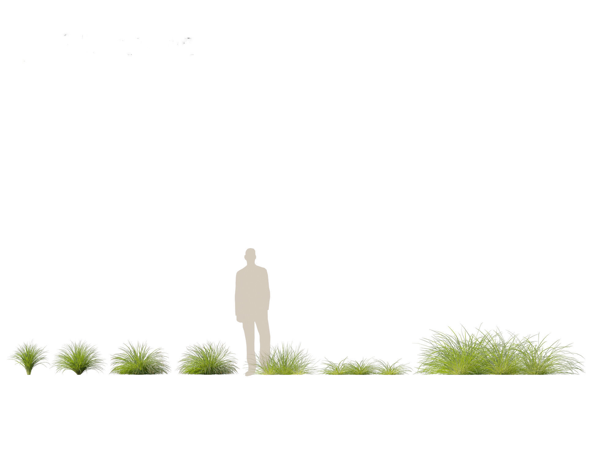 Lomandra fluviatilis - Mat Rush 3D model_1