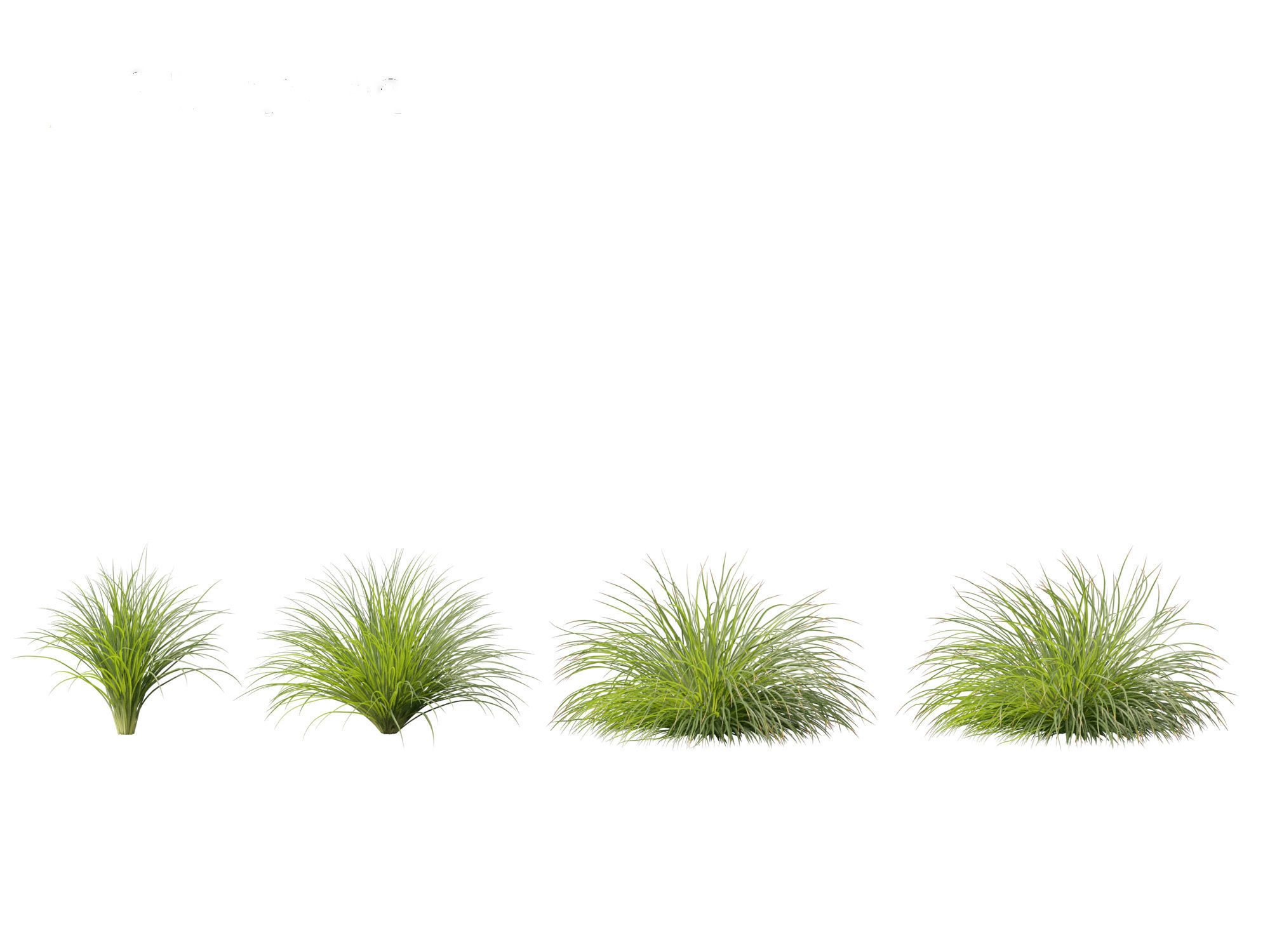 Lomandra fluviatilis - Mat Rush 3D model_7