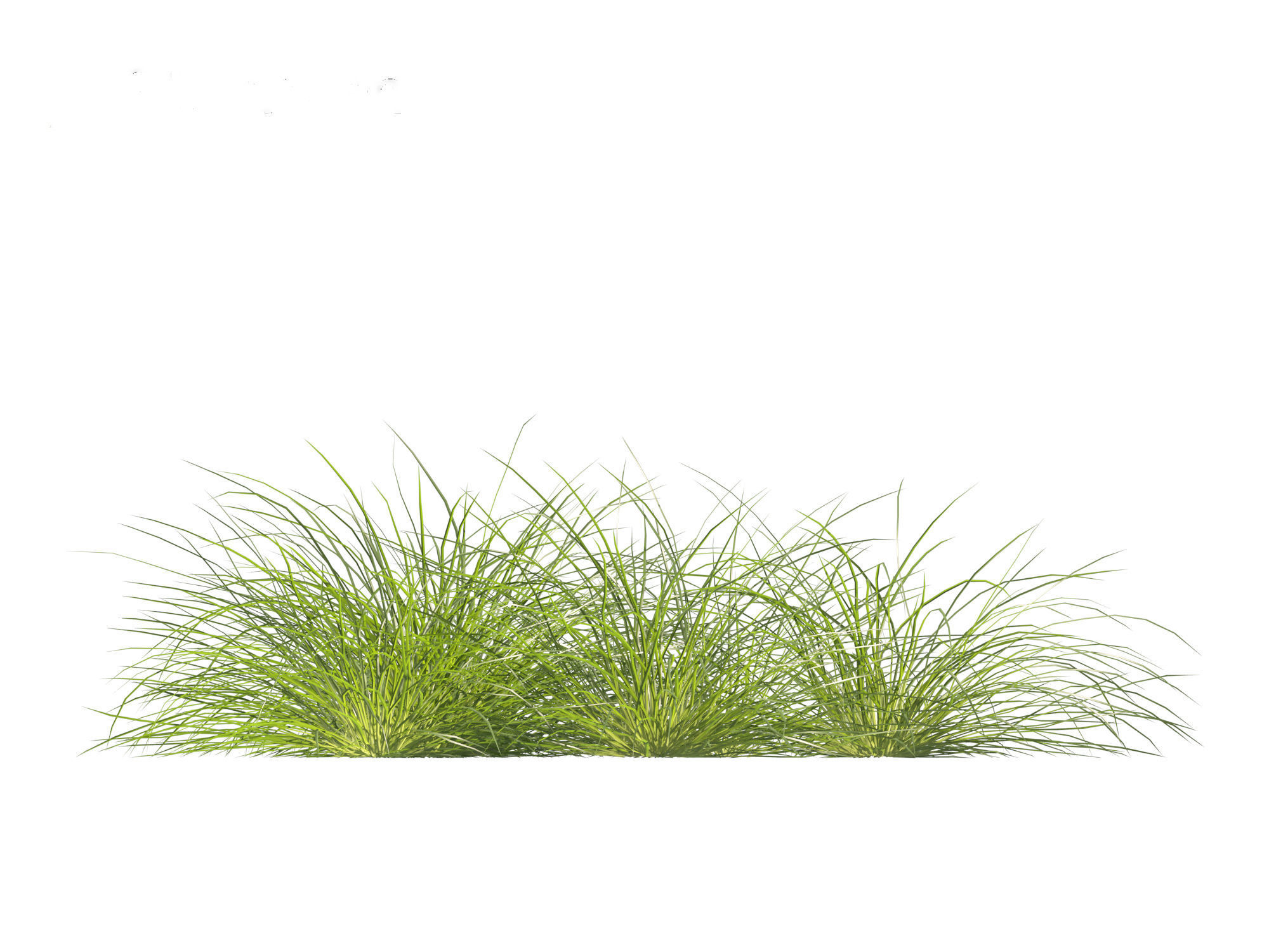 Lomandra fluviatilis - Mat Rush 3D model_8