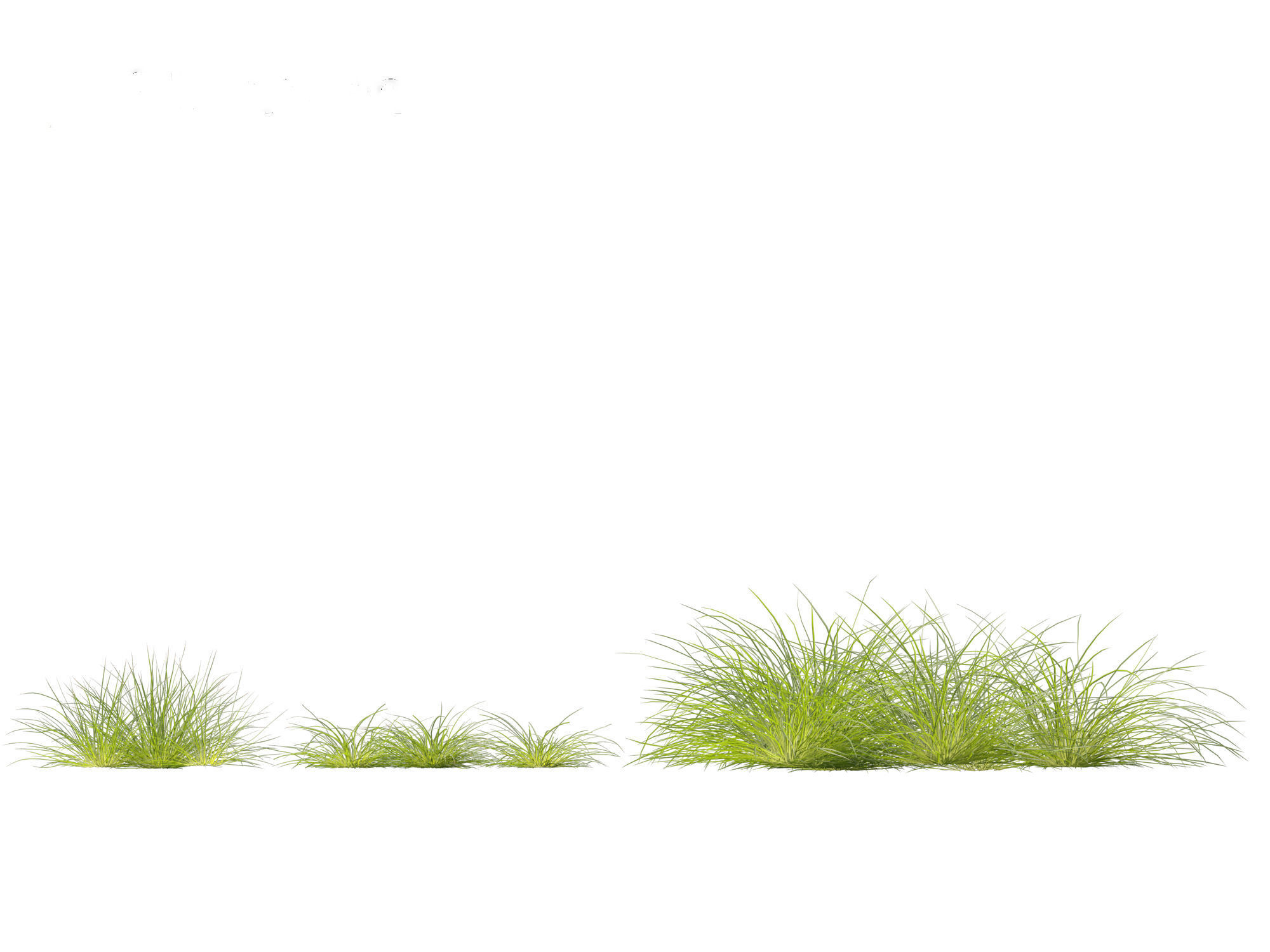 Lomandra fluviatilis - Mat Rush 3D model_9
