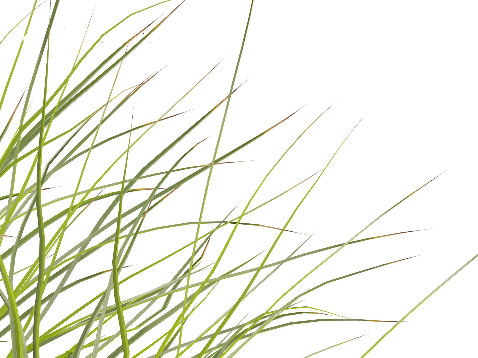 Lomandra fluviatilis - Mat Rush 3D model_3