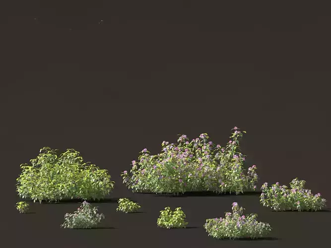 Melastoma affine - blue tongue