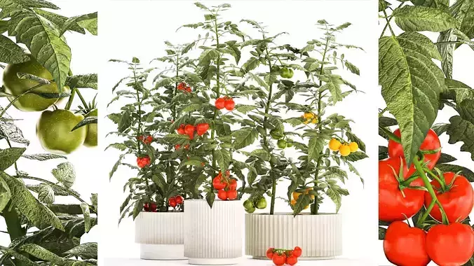 Kitchen garden white pot vegetables tomatoes cherry bush