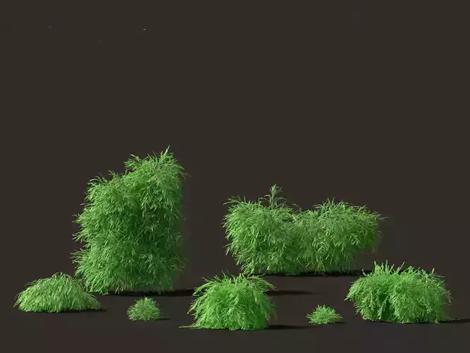 Phyllanthus multiflora - Phyllanthus multiflorus 3D model