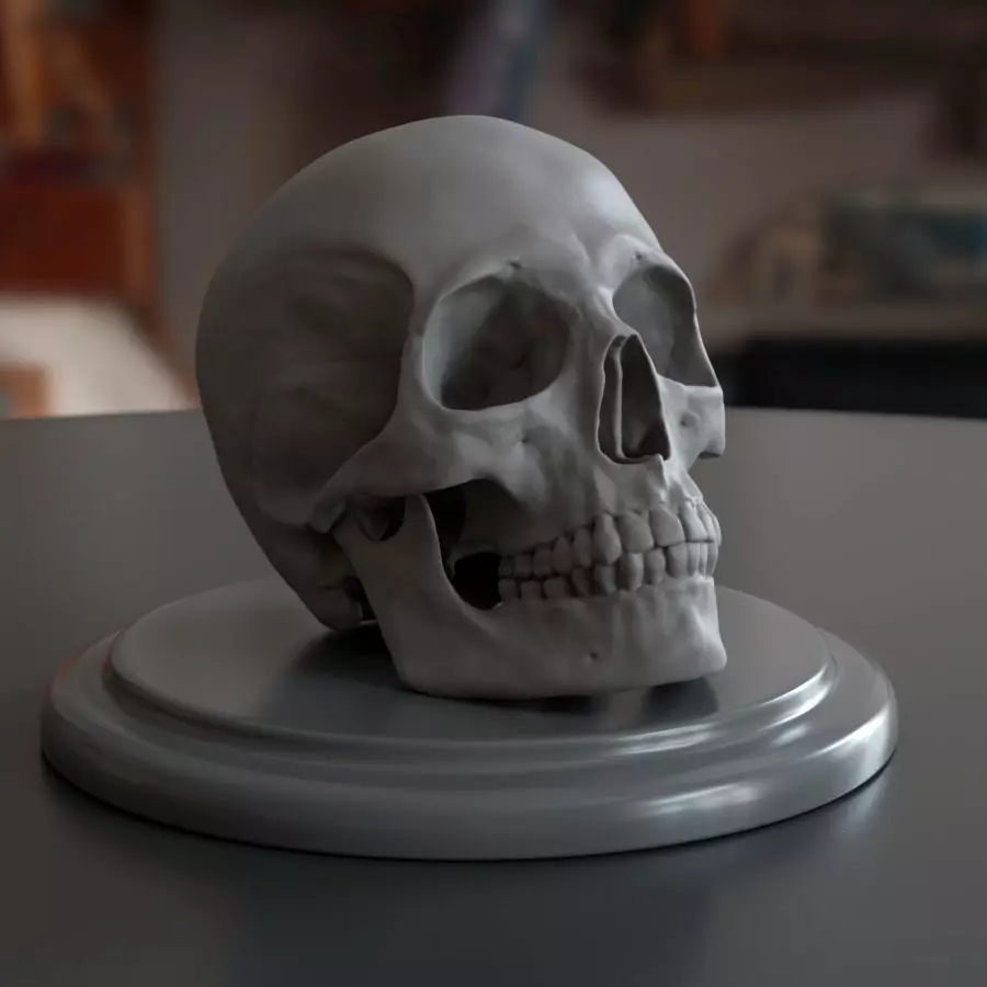 Human skull Free 3D print model