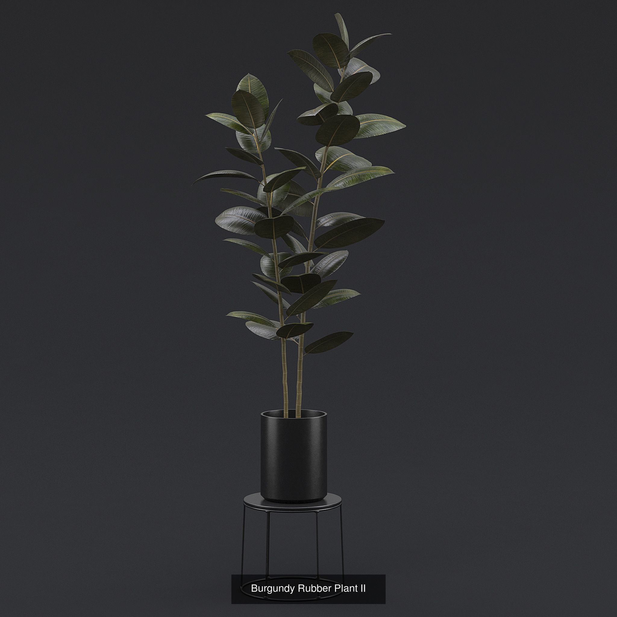 Interior Plants Pack 3D Model Collection_6