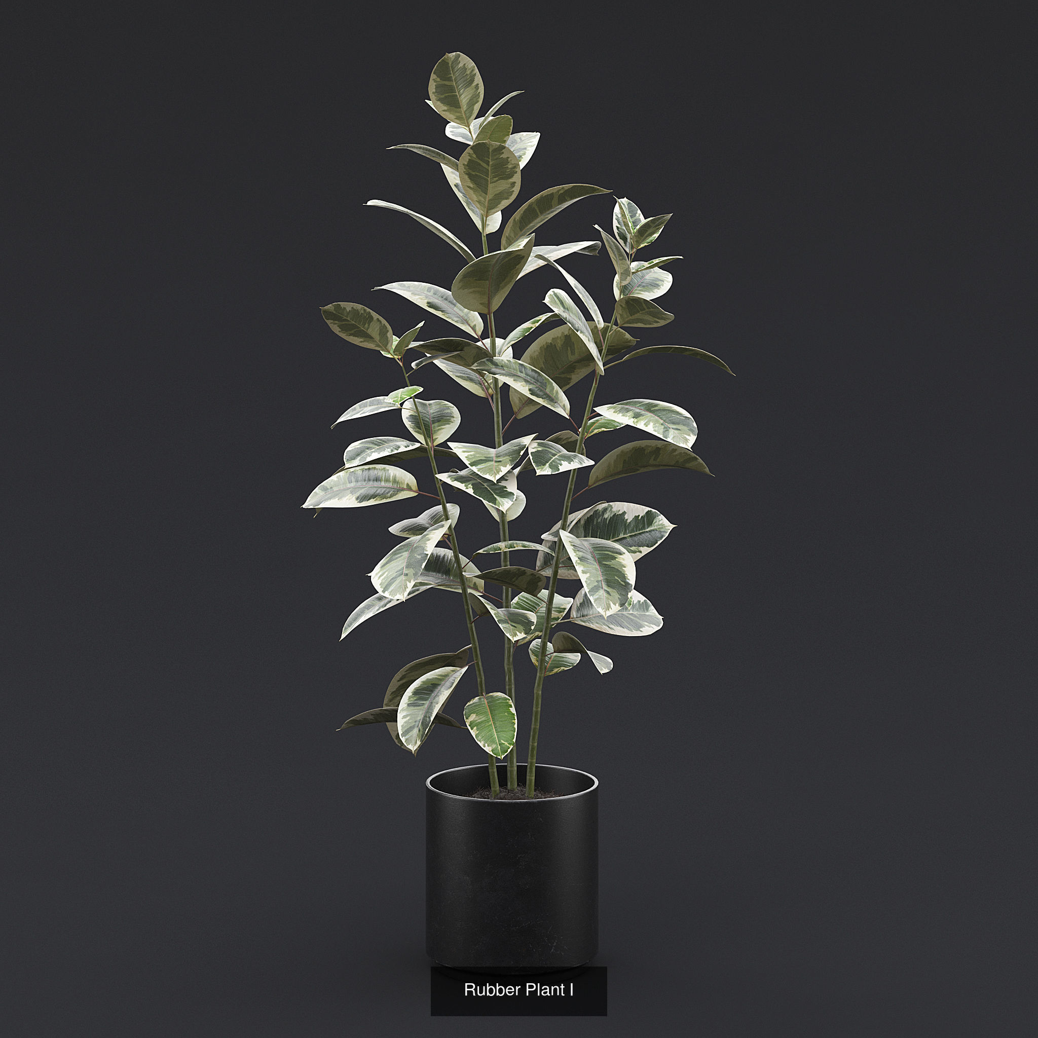 Interior Plants Pack 3D Model Collection_11