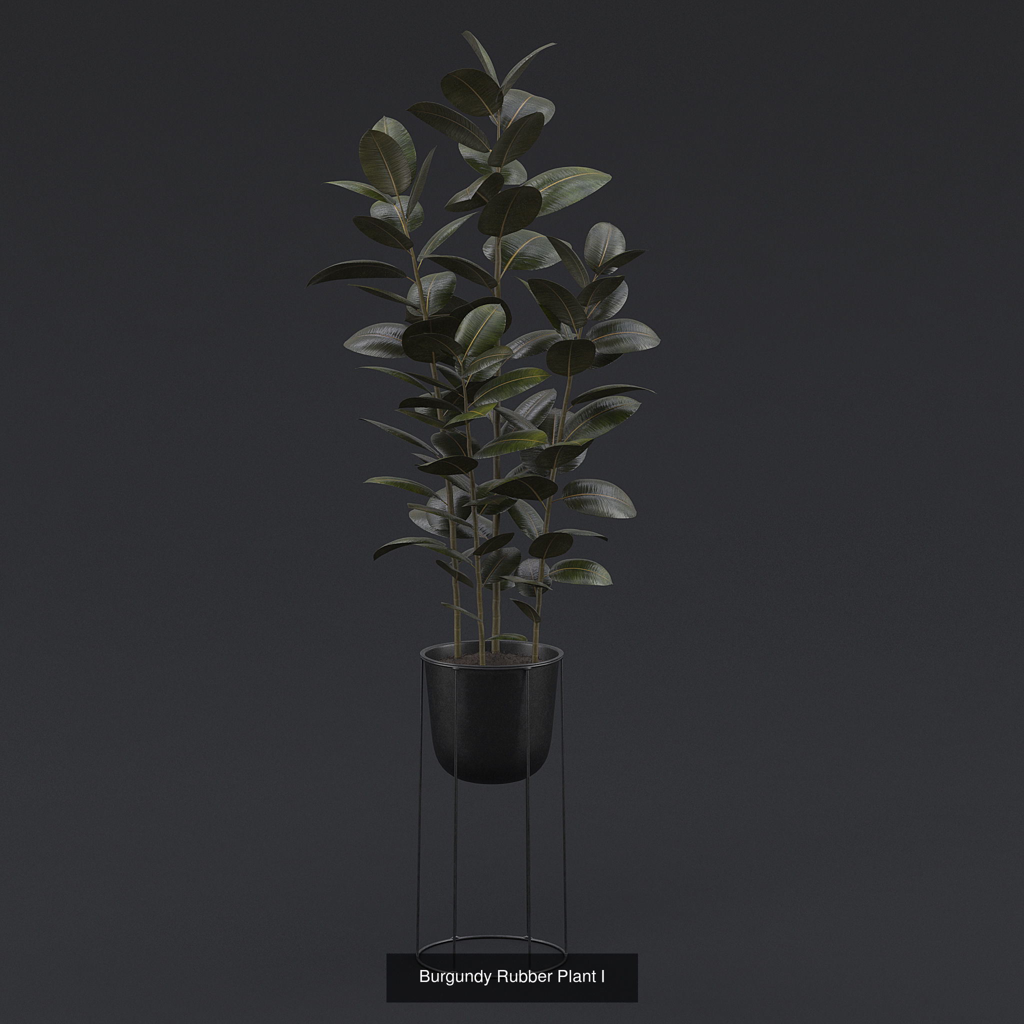 Interior Plants Pack 3D Model Collection_5