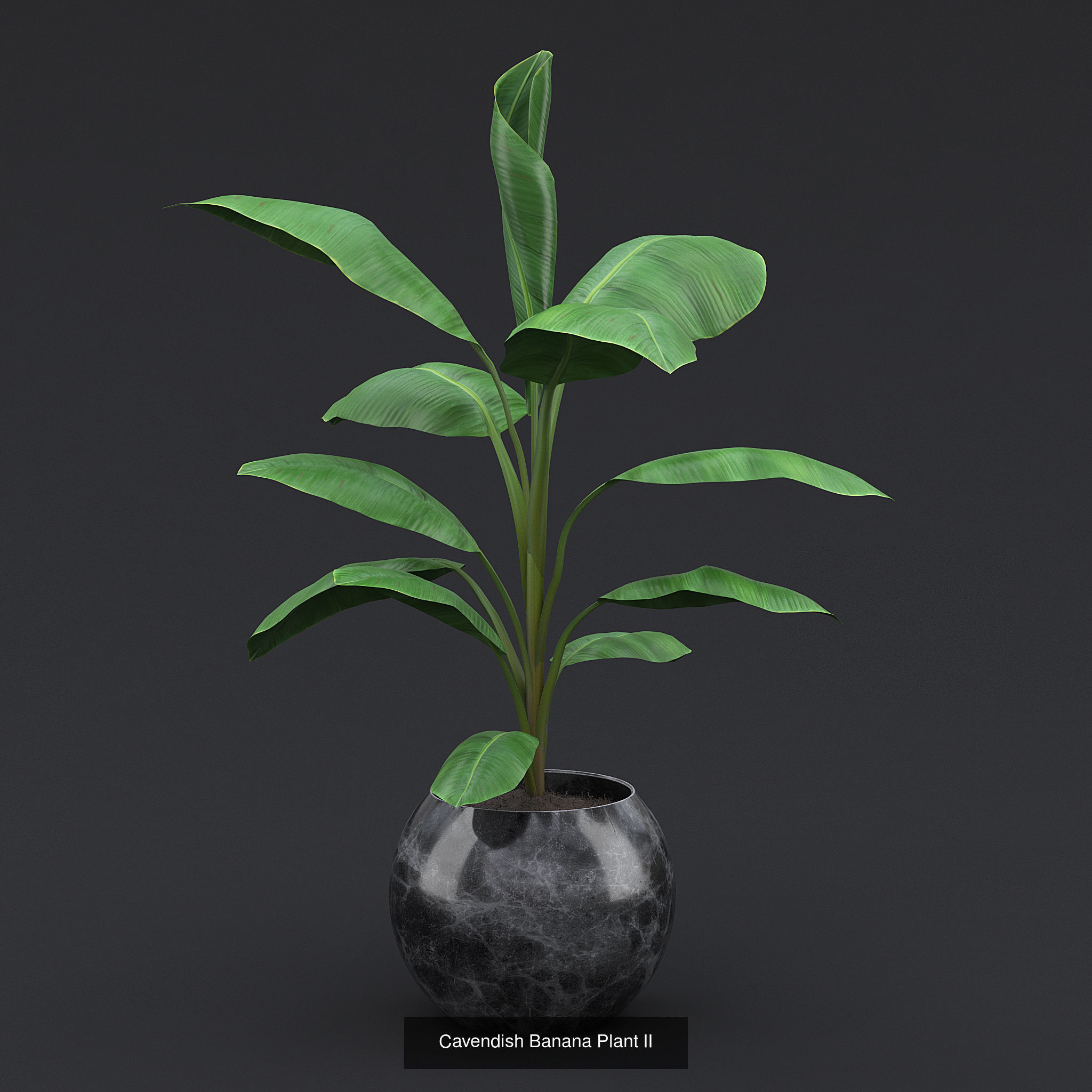 Interior Plants Pack 3D Model Collection_8
