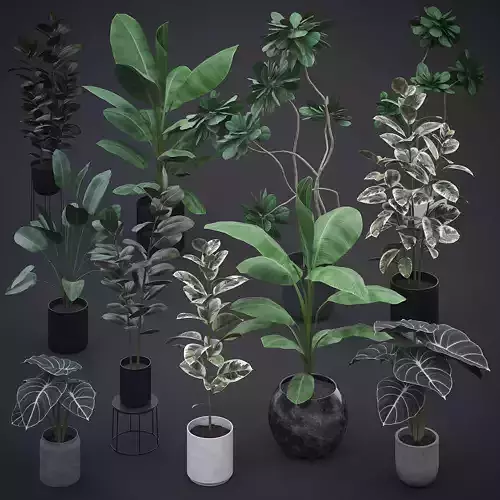 Interior Plants Pack 3D Model Collection