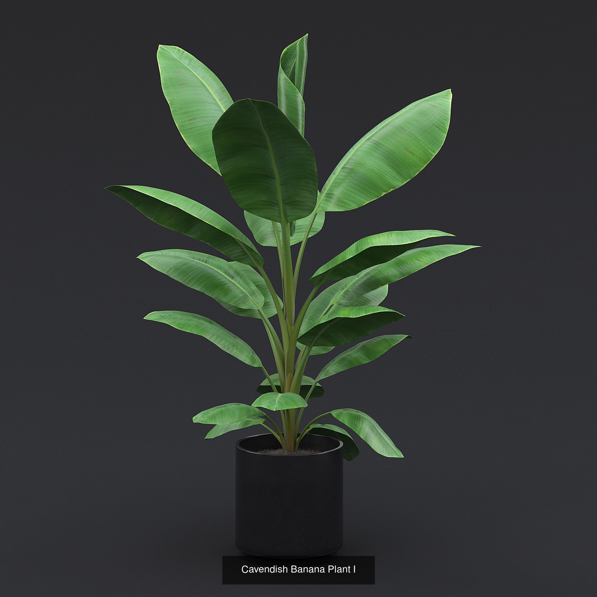 Interior Plants Pack 3D Model Collection_7