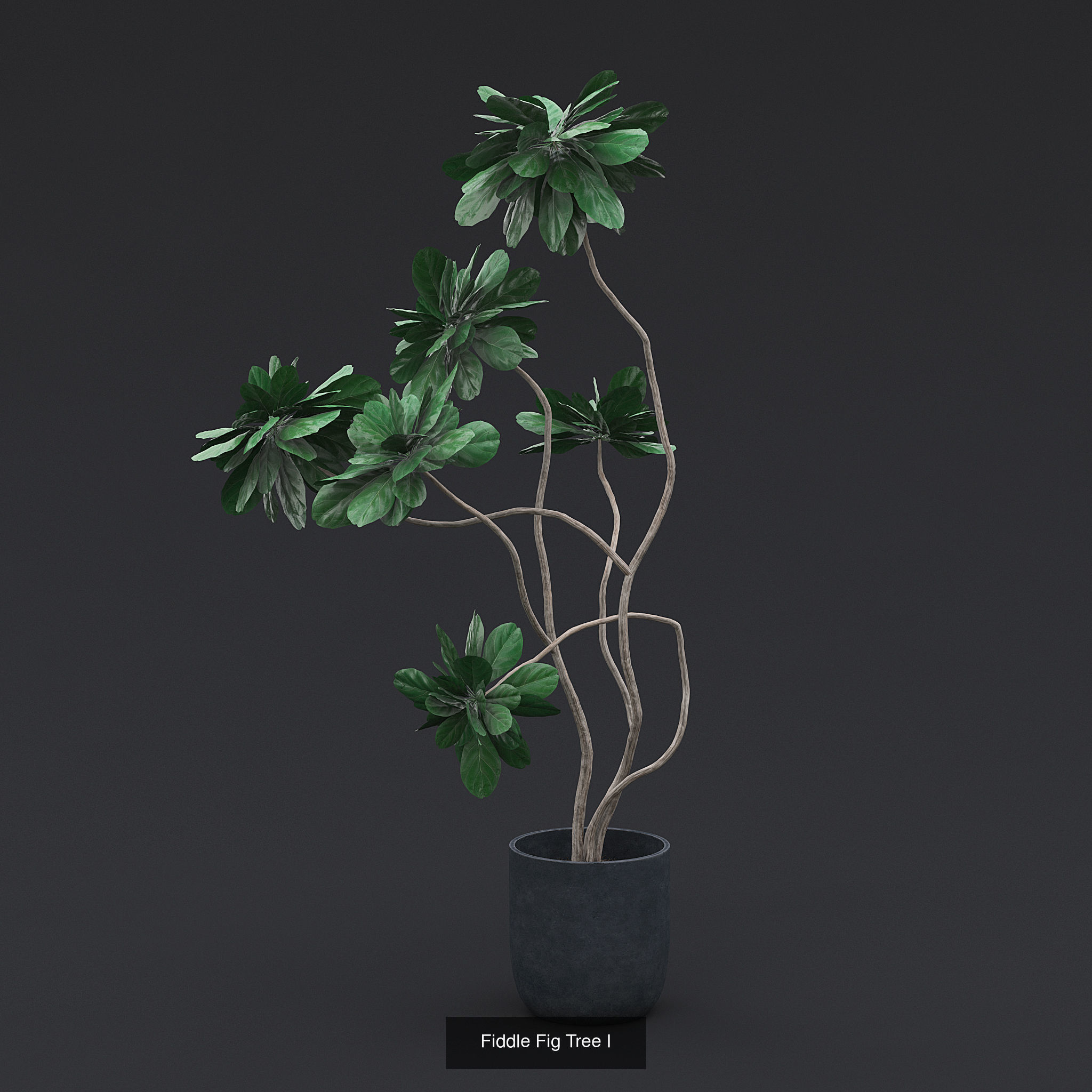 Interior Plants Pack 3D Model Collection_9