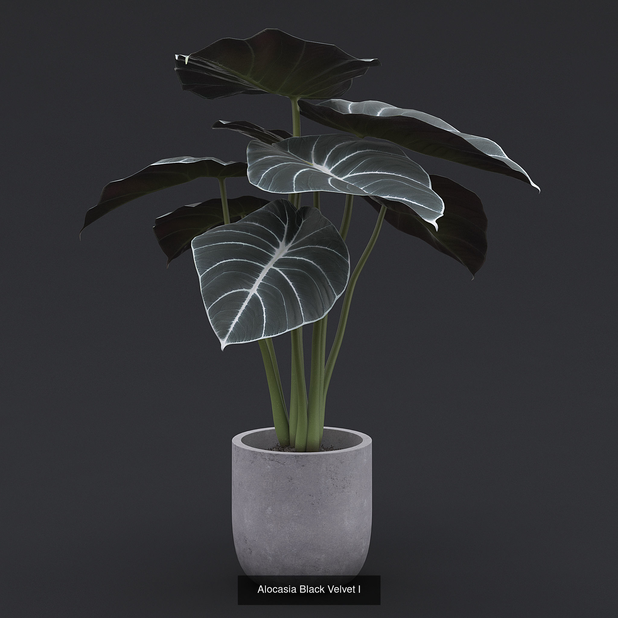 Interior Plants Pack 3D Model Collection_1