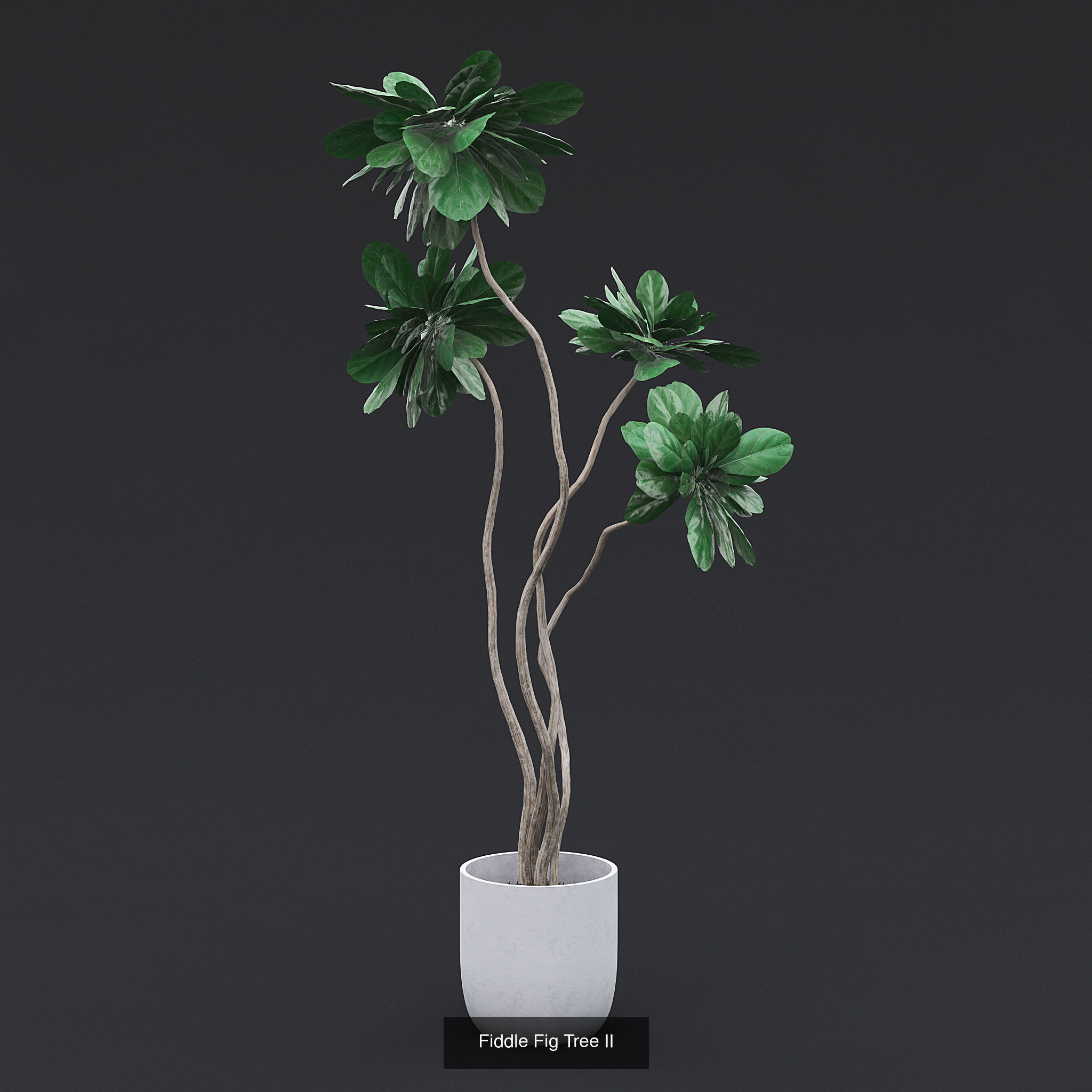 Interior Plants Pack 3D Model Collection_10