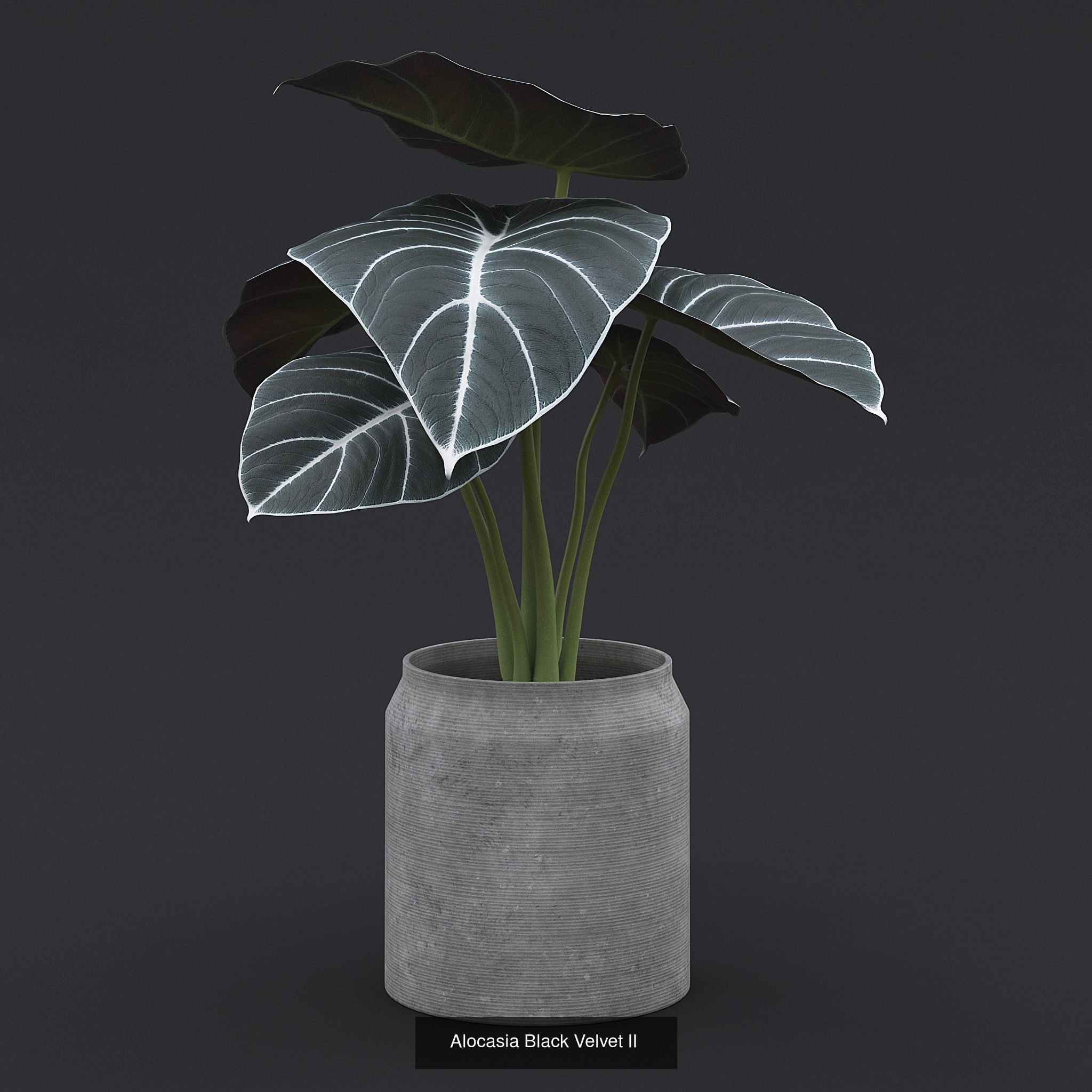 Interior Plants Pack 3D Model Collection_2