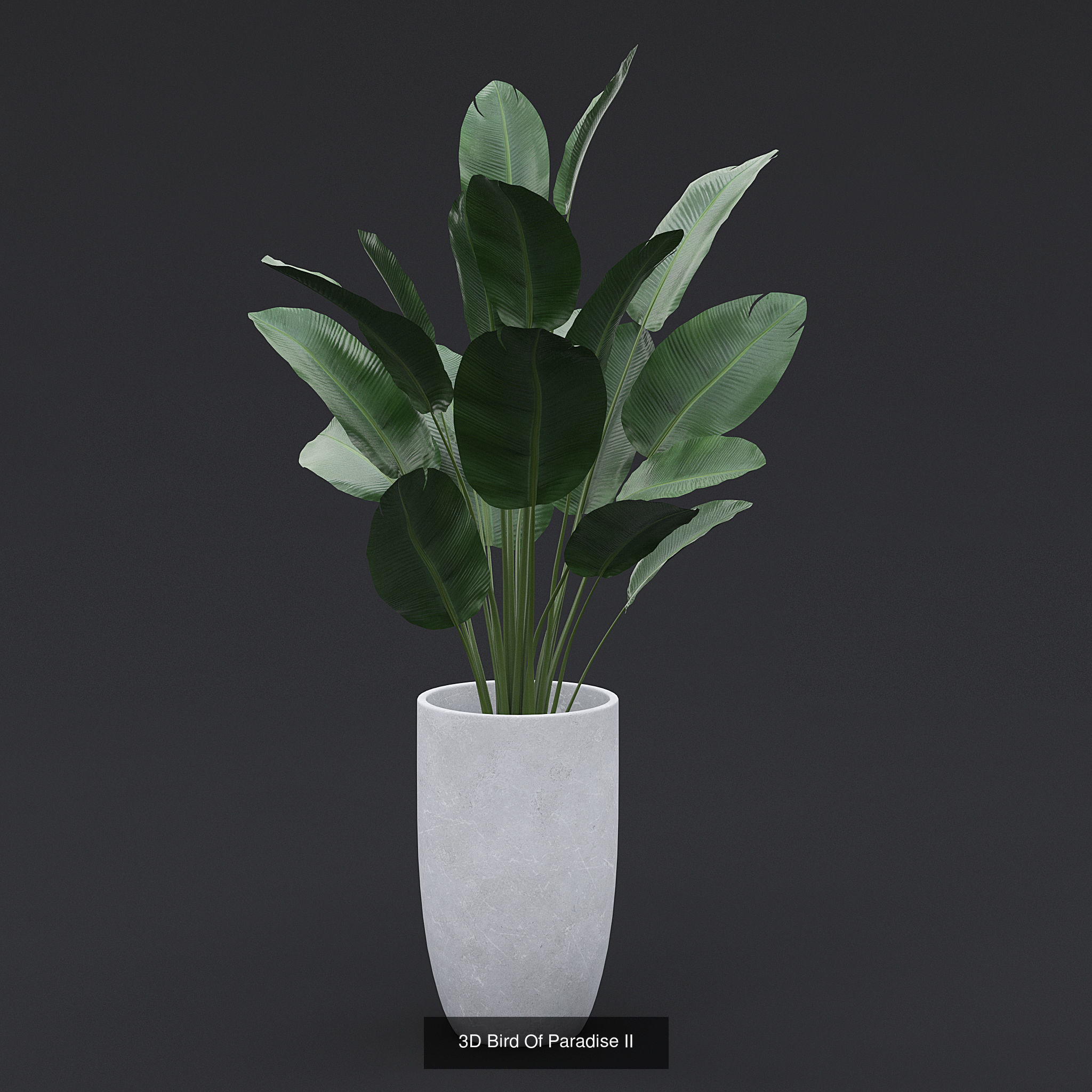 Interior Plants Pack 3D Model Collection_4