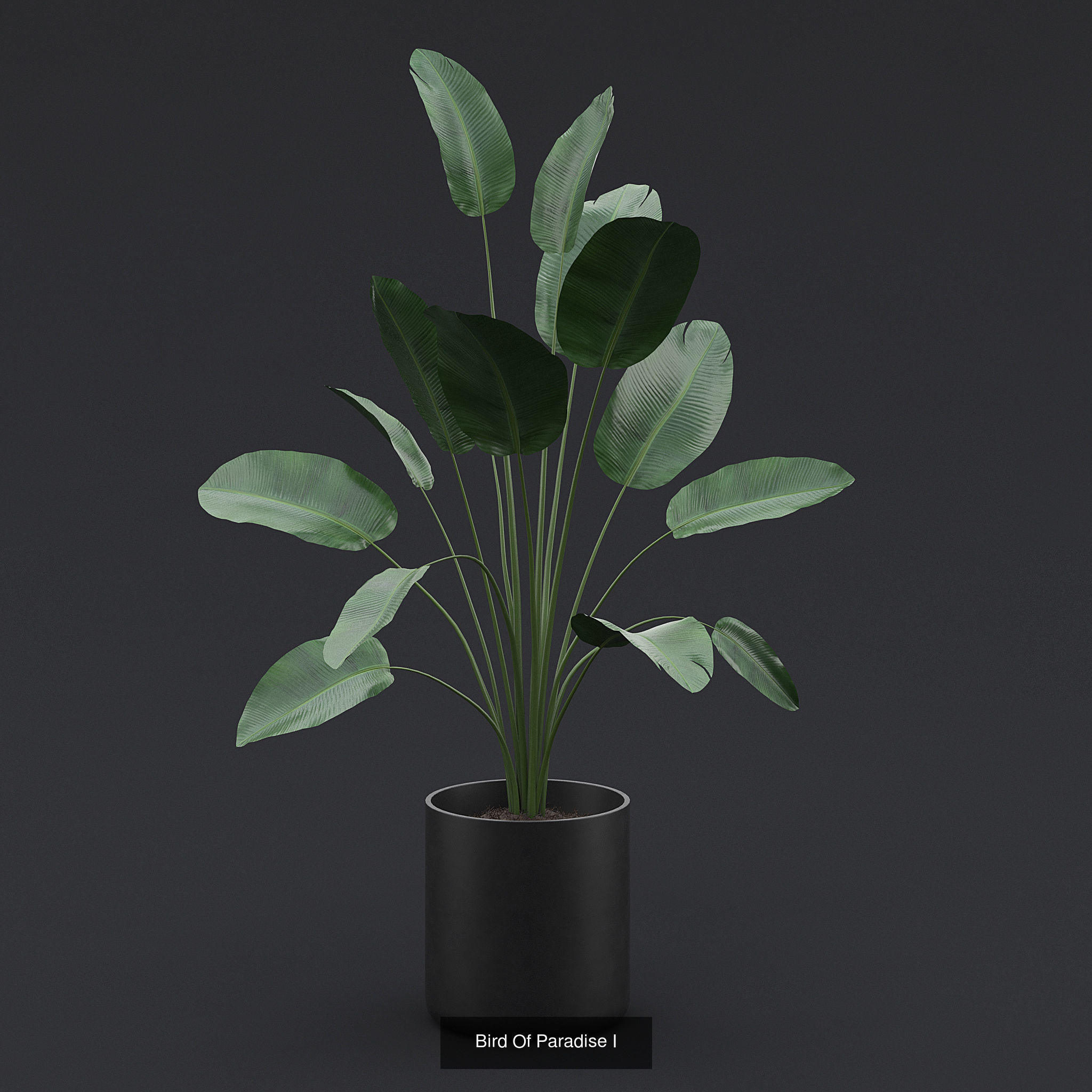 Interior Plants Pack 3D Model Collection_3