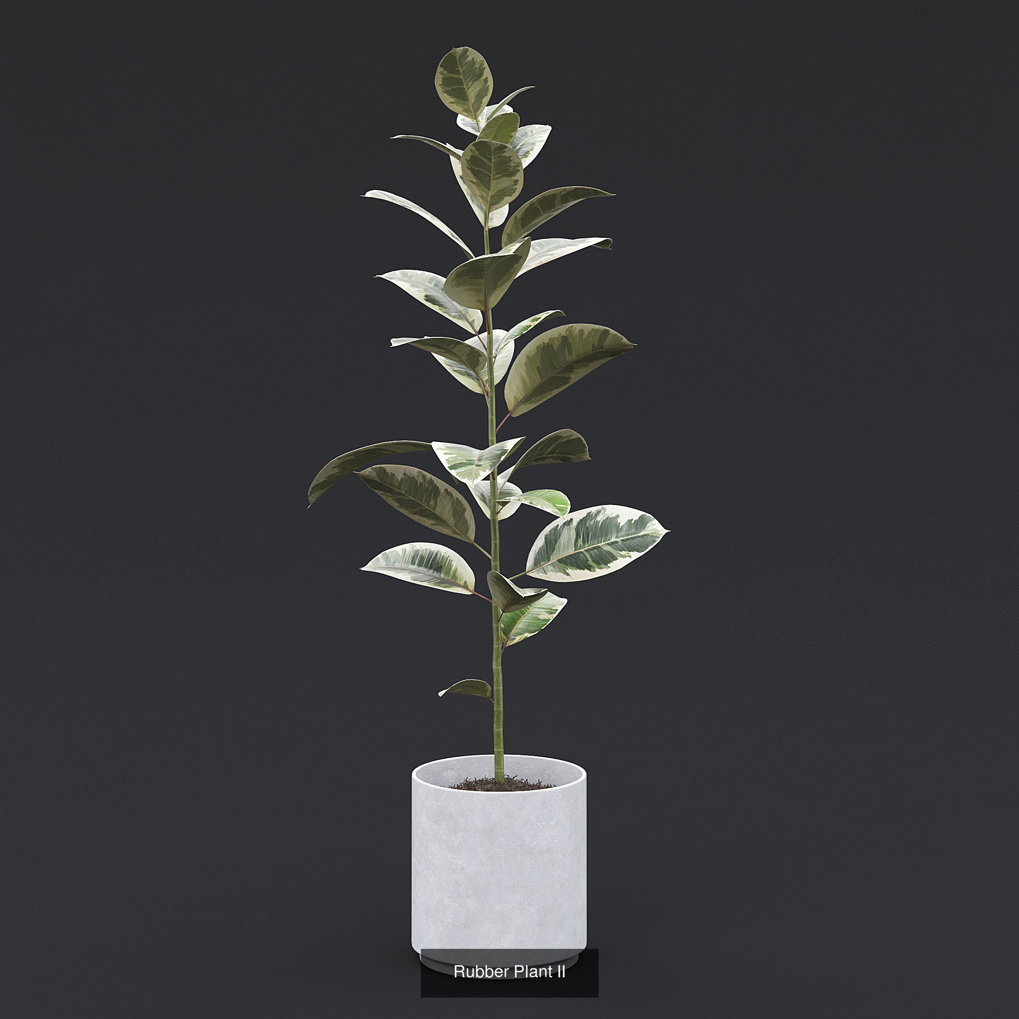 Interior Plants Pack 3D Model Collection_12