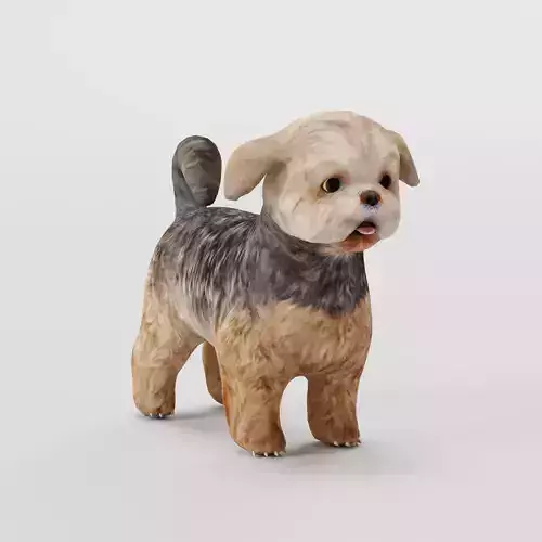 Shih Tzu Dog Breed