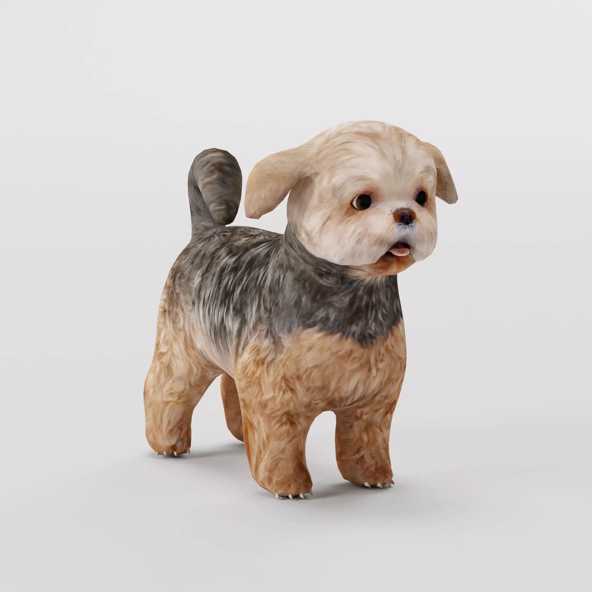 Shih Tzu Dog Breed 3D model_0