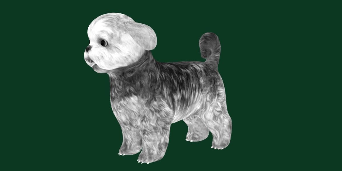 Shih Tzu Dog Breed 3D model_18