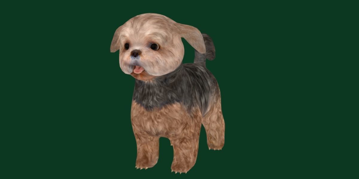 Shih Tzu Dog Breed 3D model_5