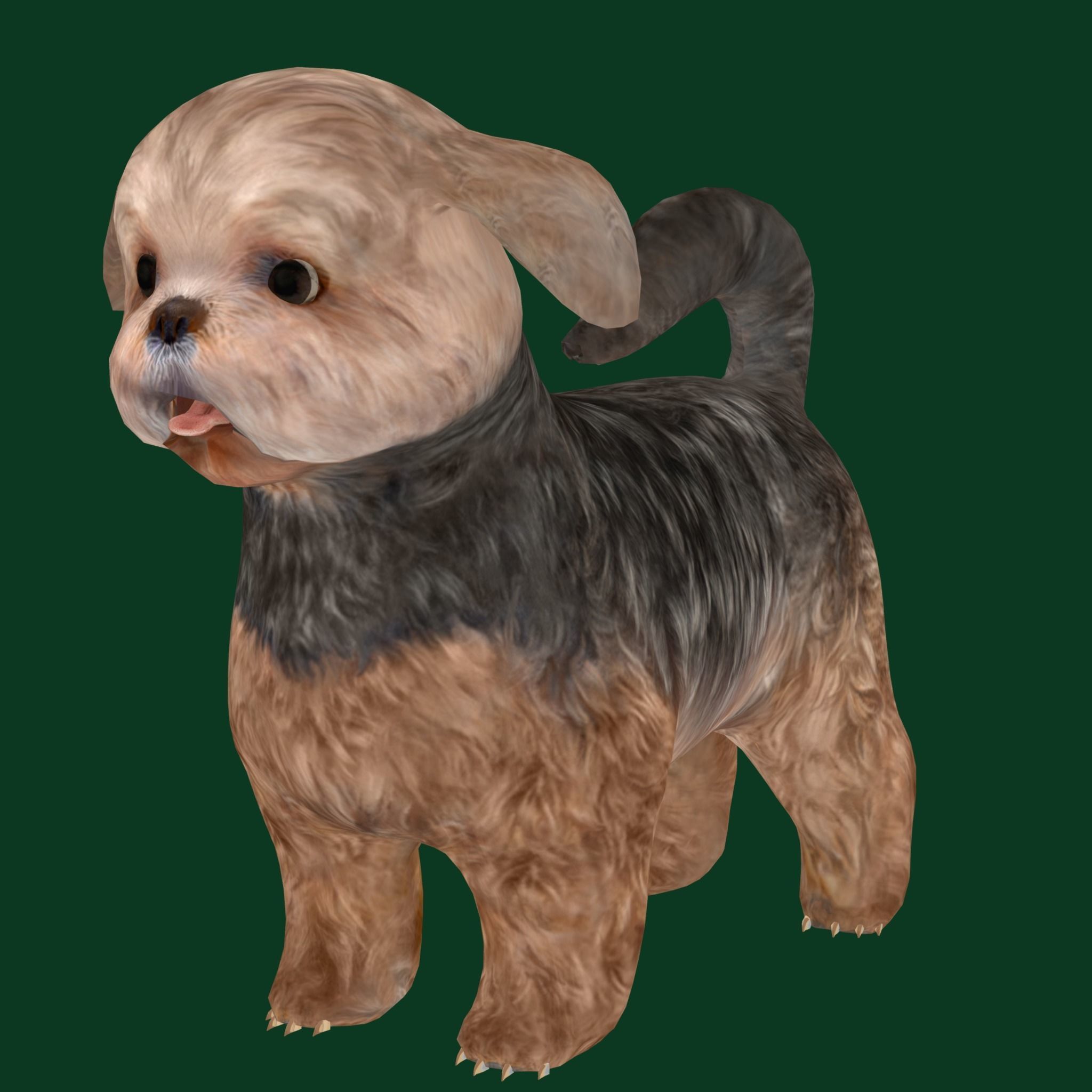 Shih Tzu Dog Breed 3D model_11