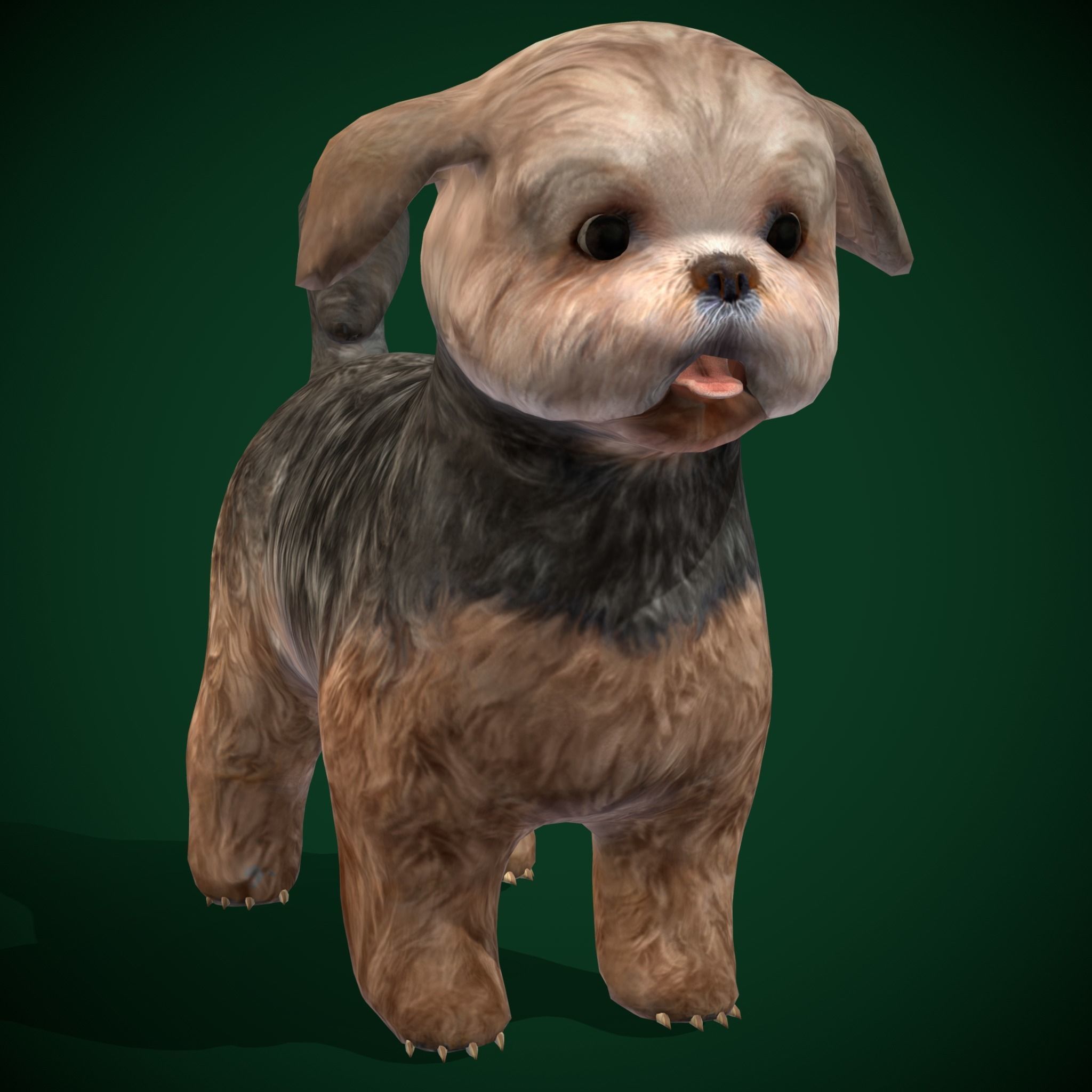Shih Tzu Dog Breed 3D model_12