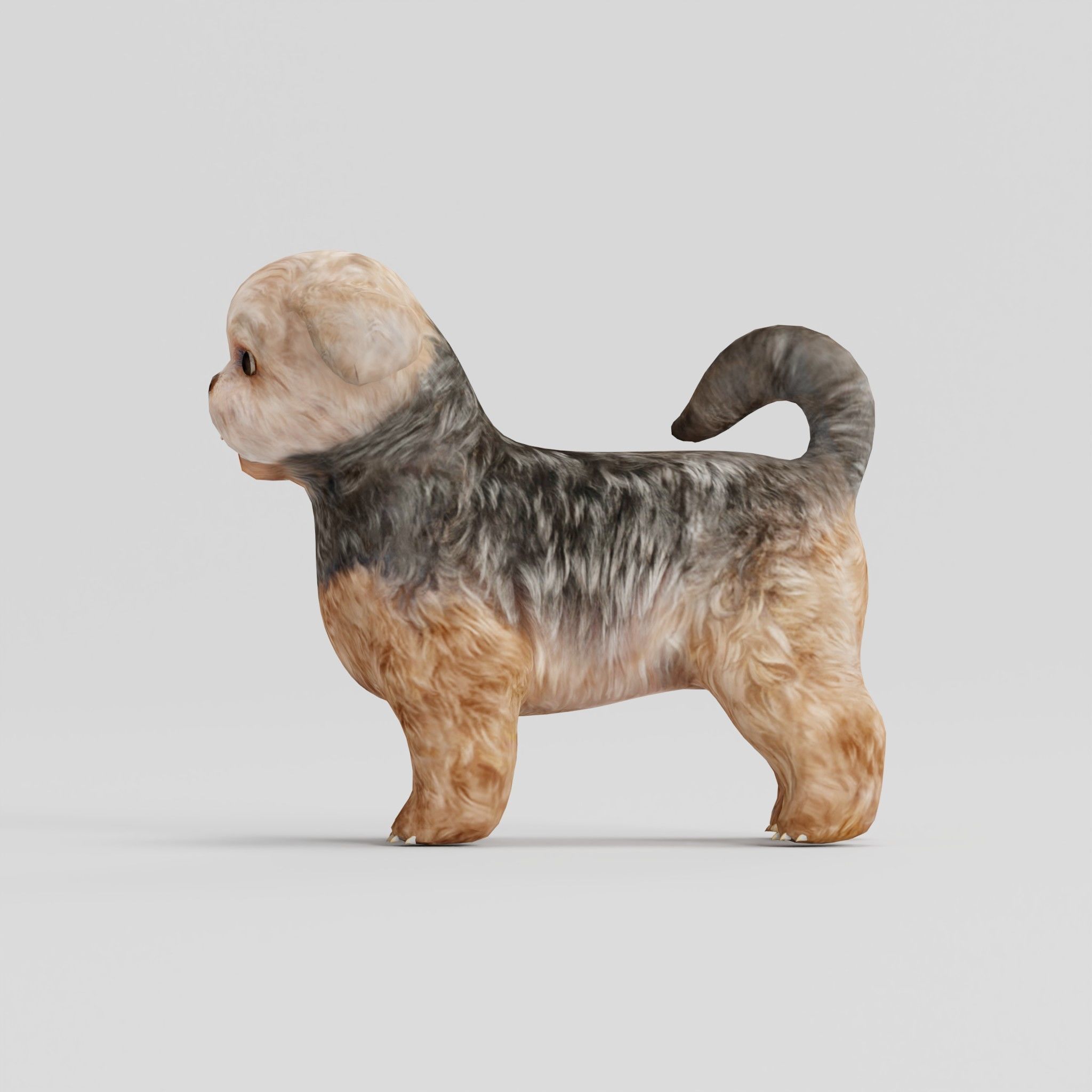 Shih Tzu Dog Breed 3D model_3