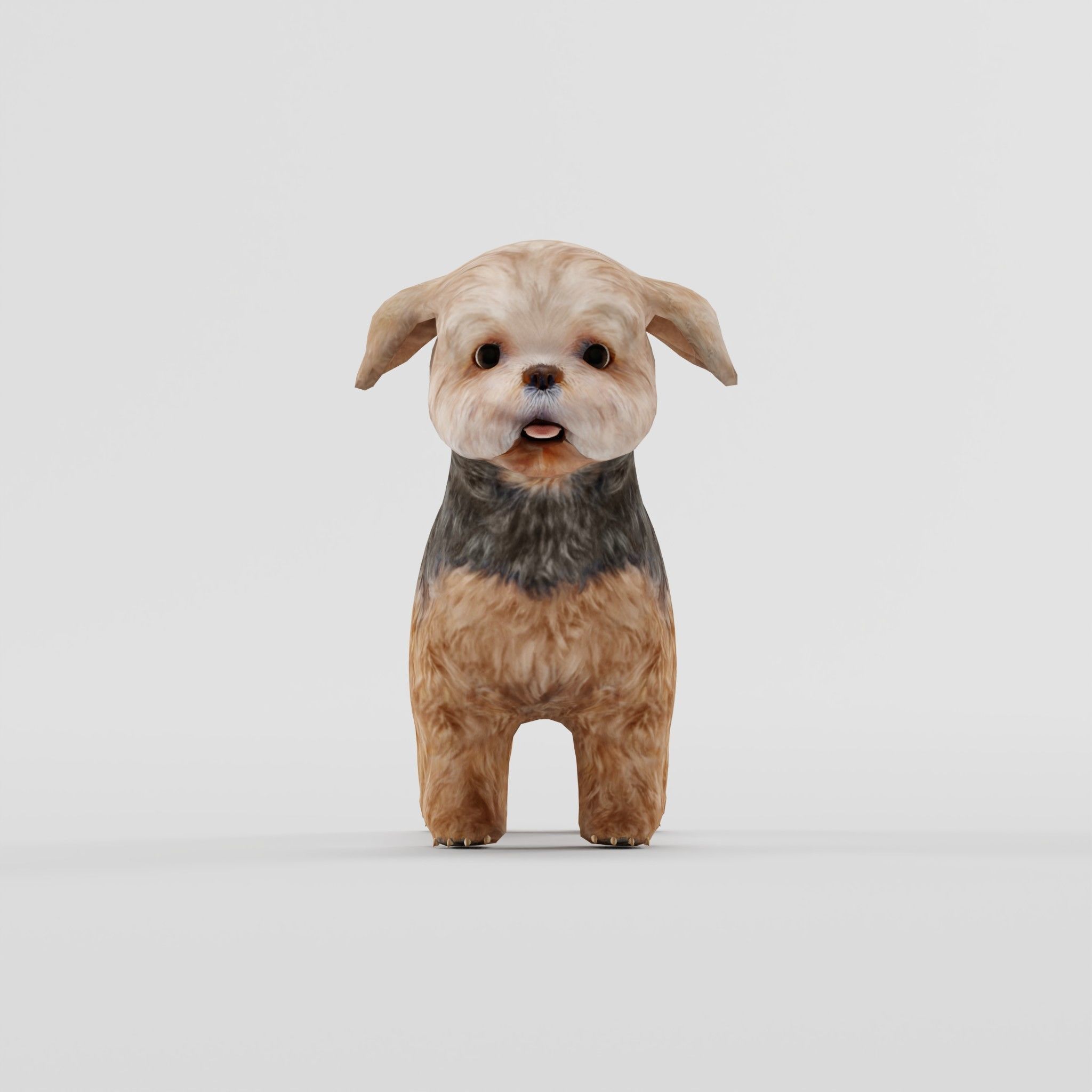 Shih Tzu Dog Breed 3D model_2