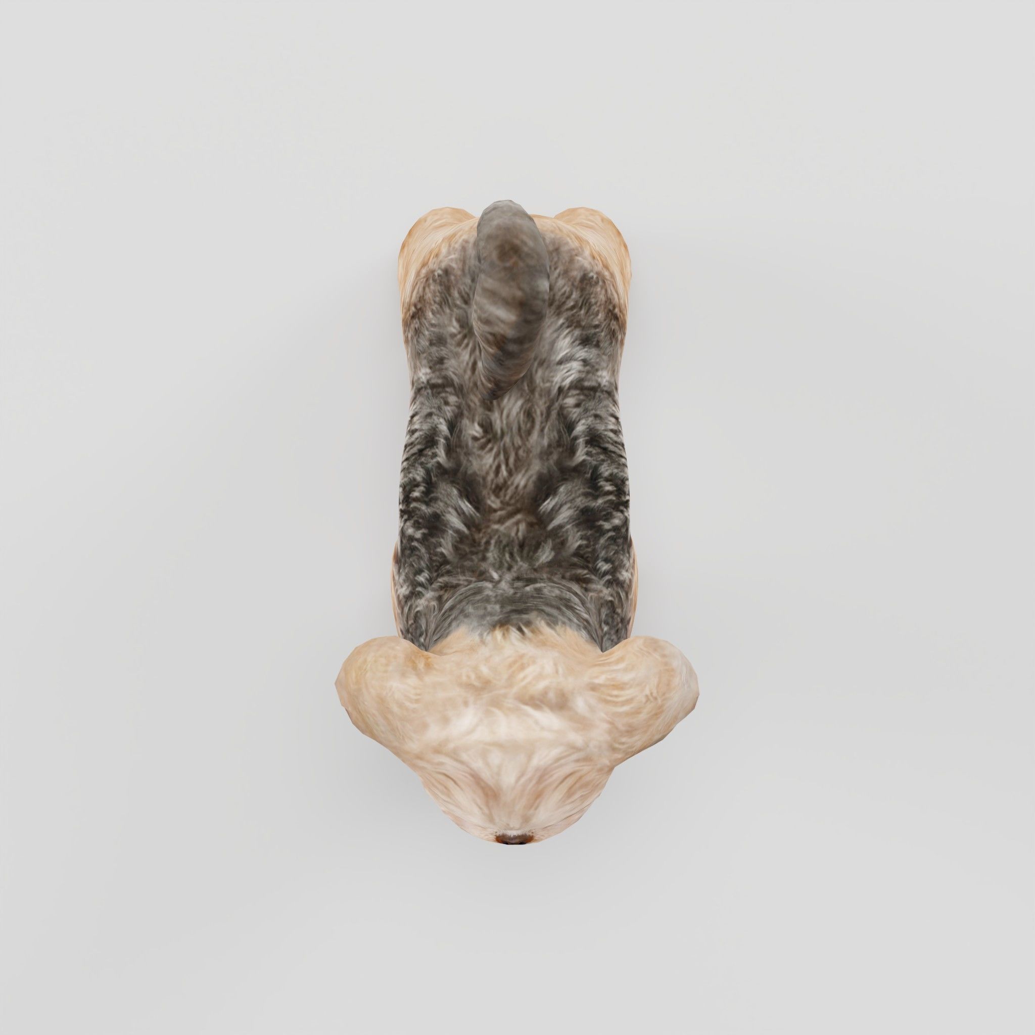 Shih Tzu Dog Breed 3D model_4