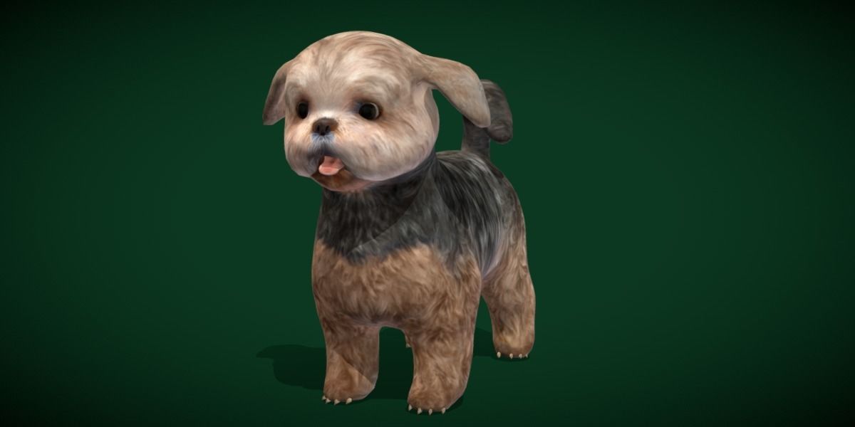 Shih Tzu Dog Breed 3D model_23