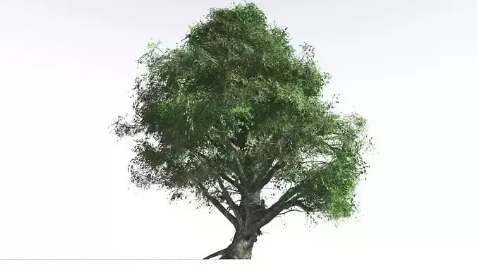 EVERYPlant Ribbonwood 4 --18 Models-- 3D model