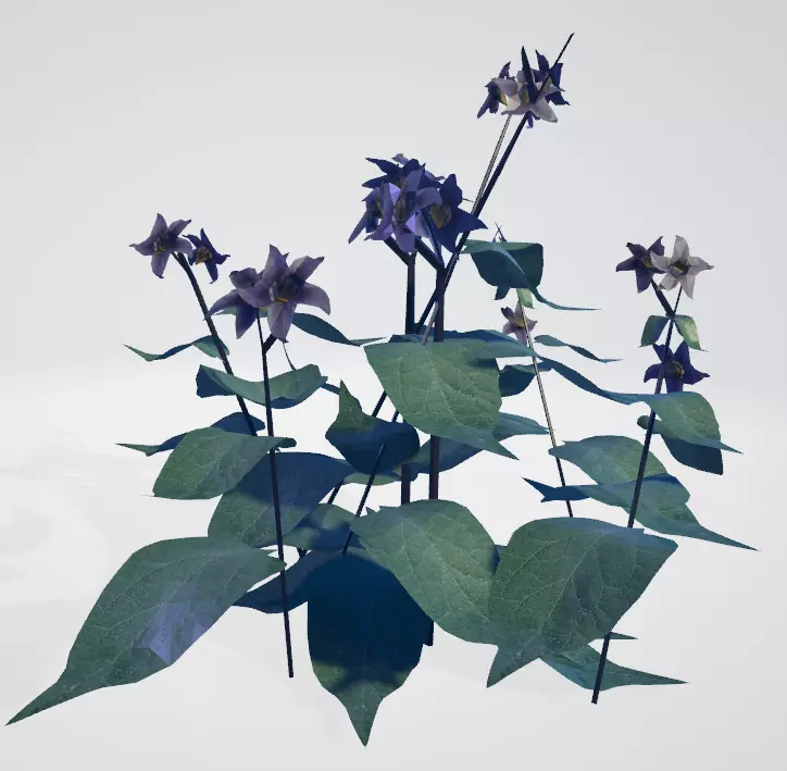 Nightshade Free 3D model