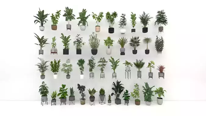 Big Pot Plants Collection