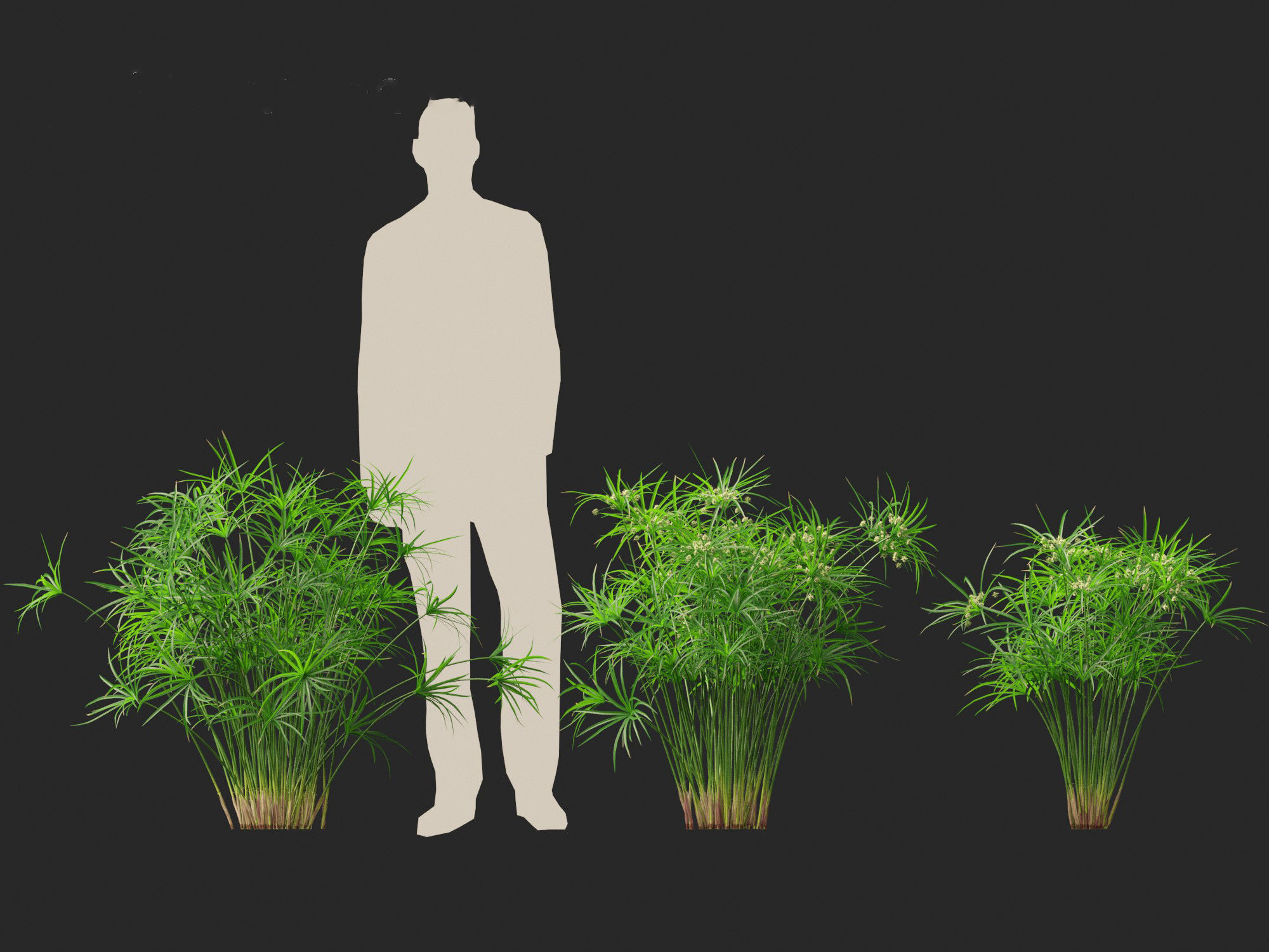 Cyperus alternifolius - Umbrella Sedge 3D model_9