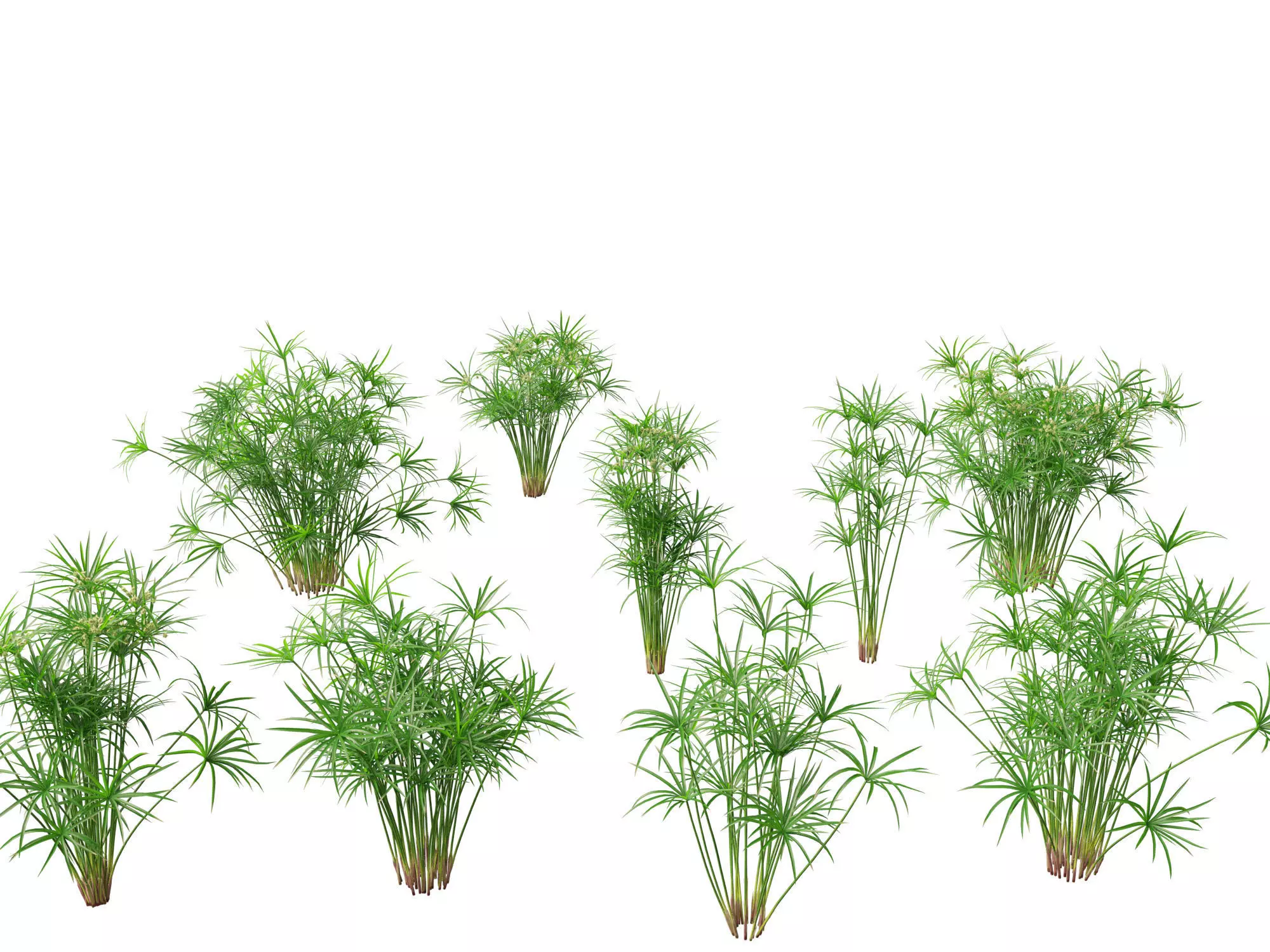 Cyperus alternifolius - Umbrella Sedge 3D model_0