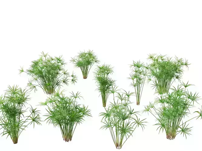 Cyperus alternifolius - Umbrella Sedge 3D model