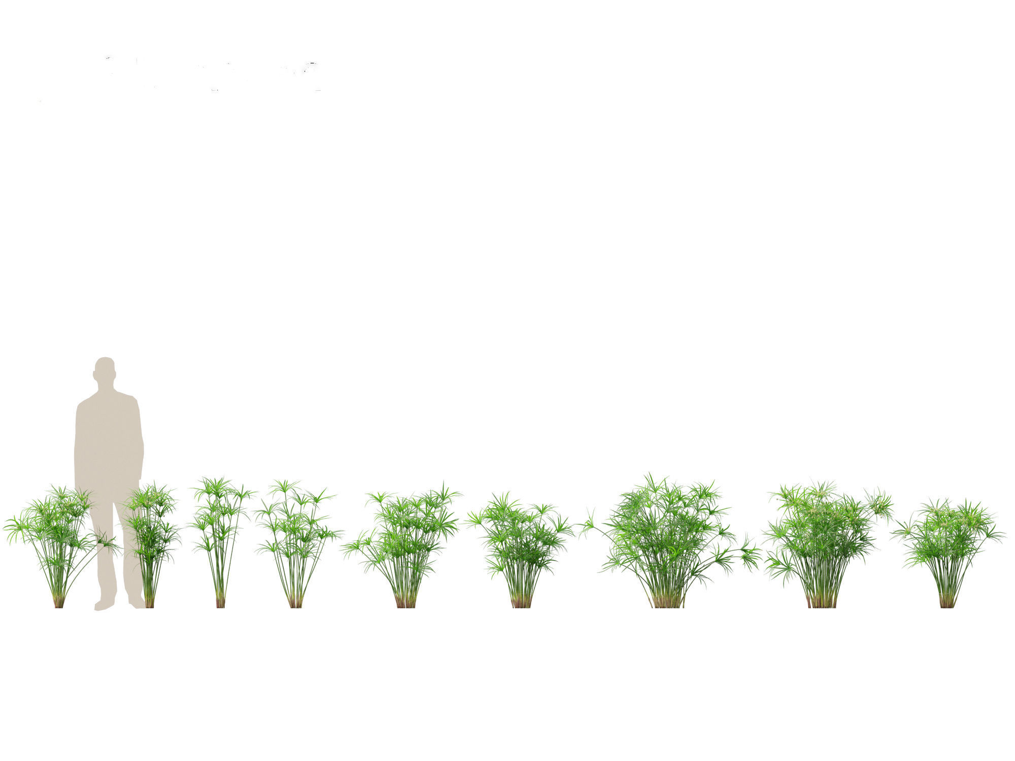 Cyperus alternifolius - Umbrella Sedge 3D model_1